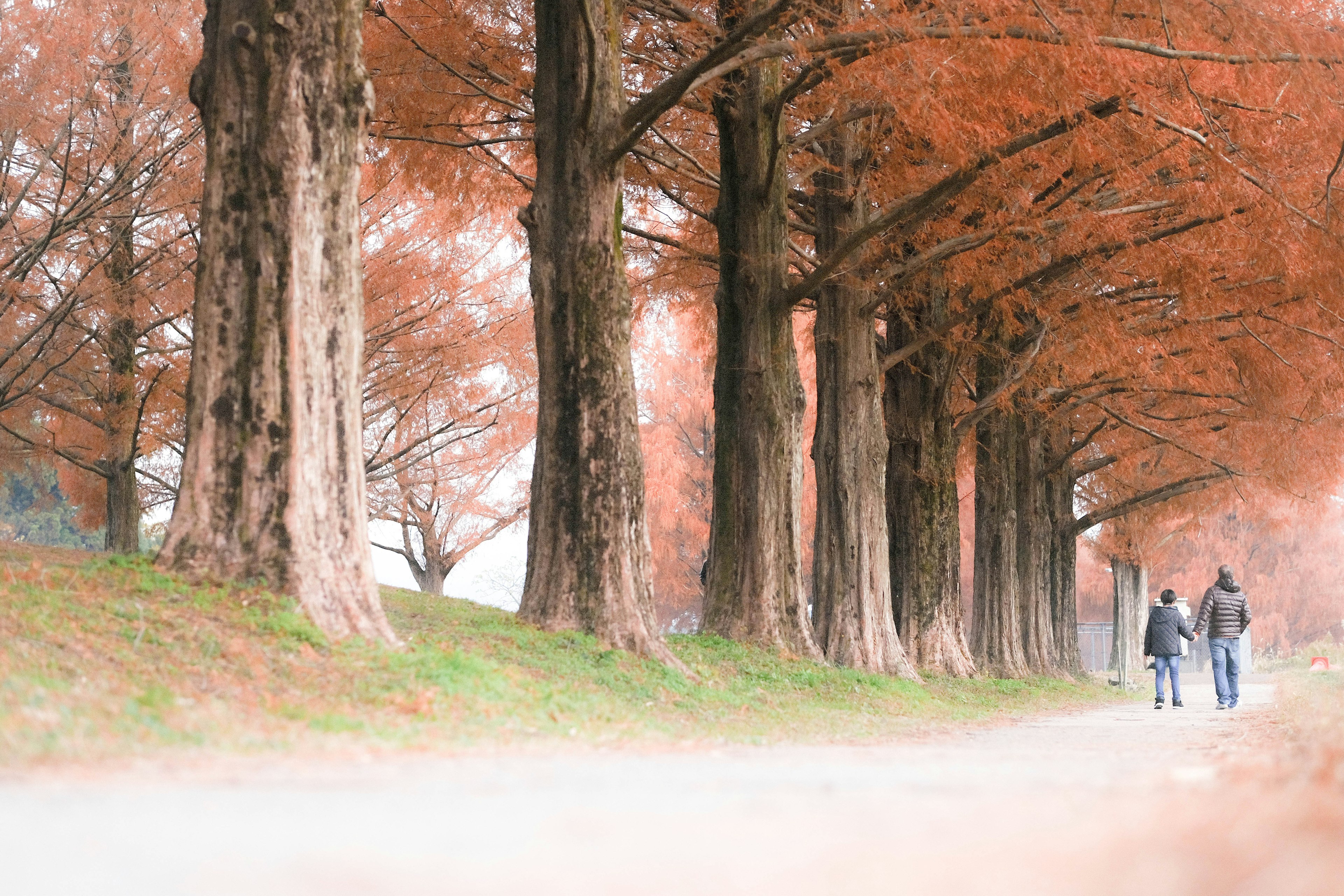 Scenic pathway lined with autumn-colored trees and walking people