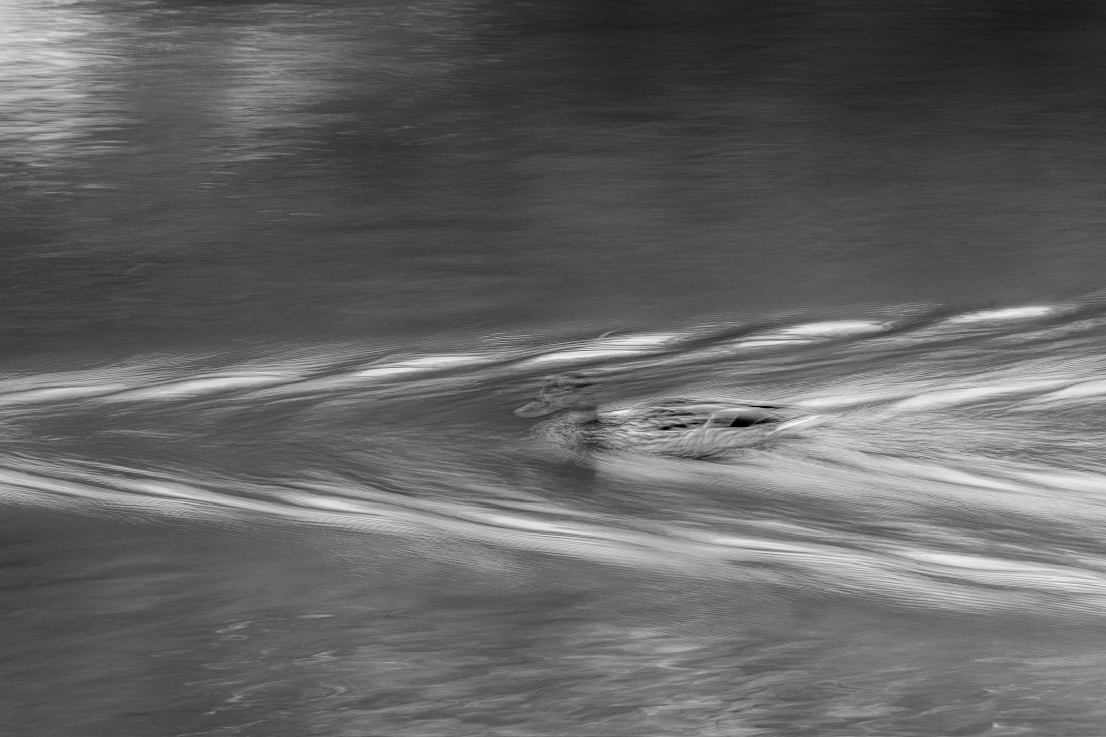 Silhouette of an animal gliding on the water surface with ripples