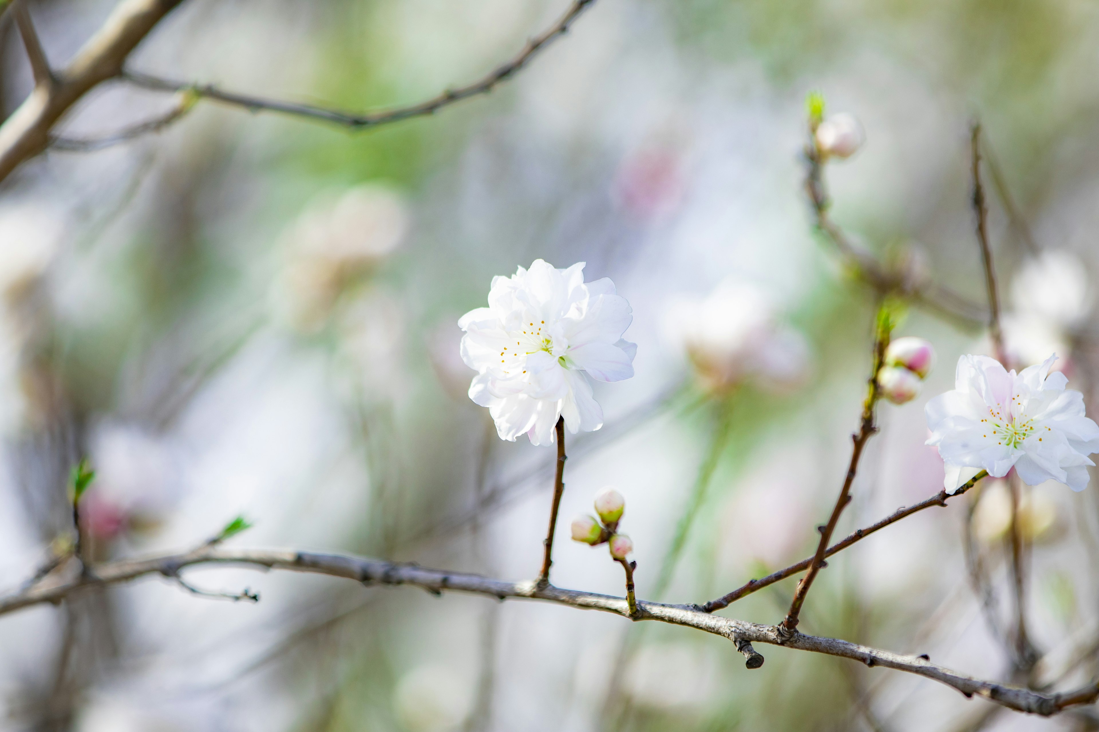 模糊背景中的白色花朵和花蕾的树枝