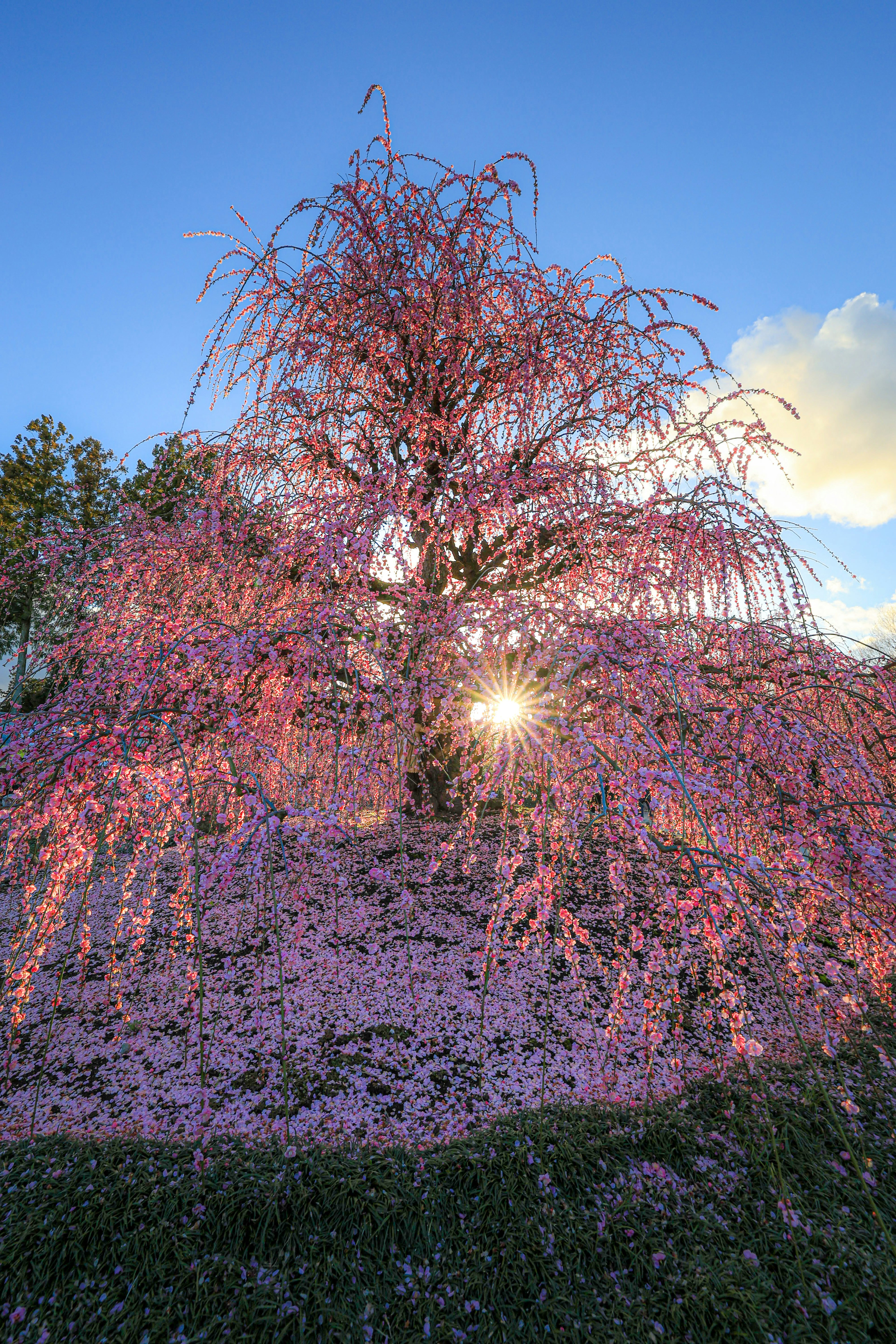 美しい桜の木が夕日を背景に咲いている