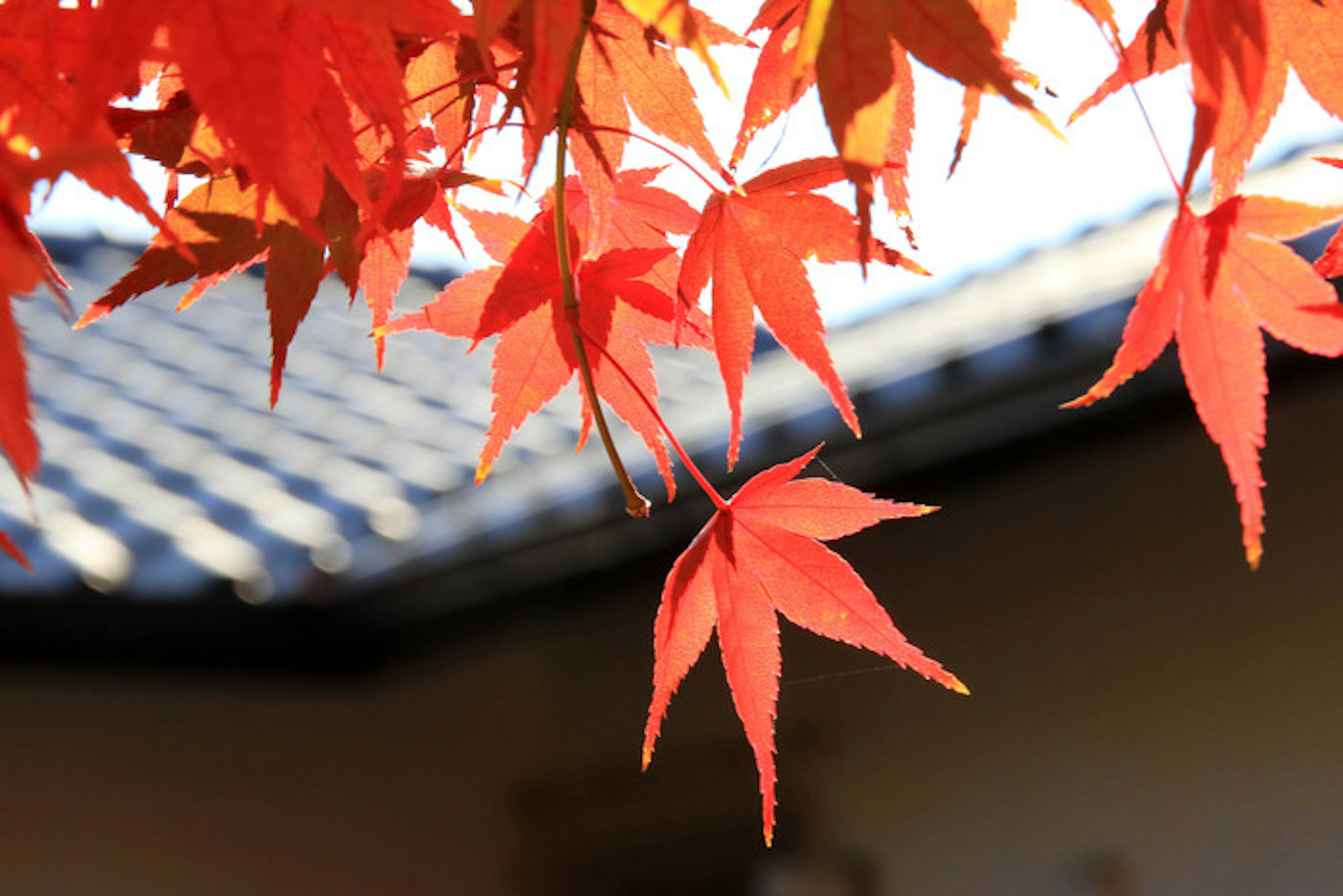 赤い紅葉の葉が屋根の上に垂れ下がっている風景