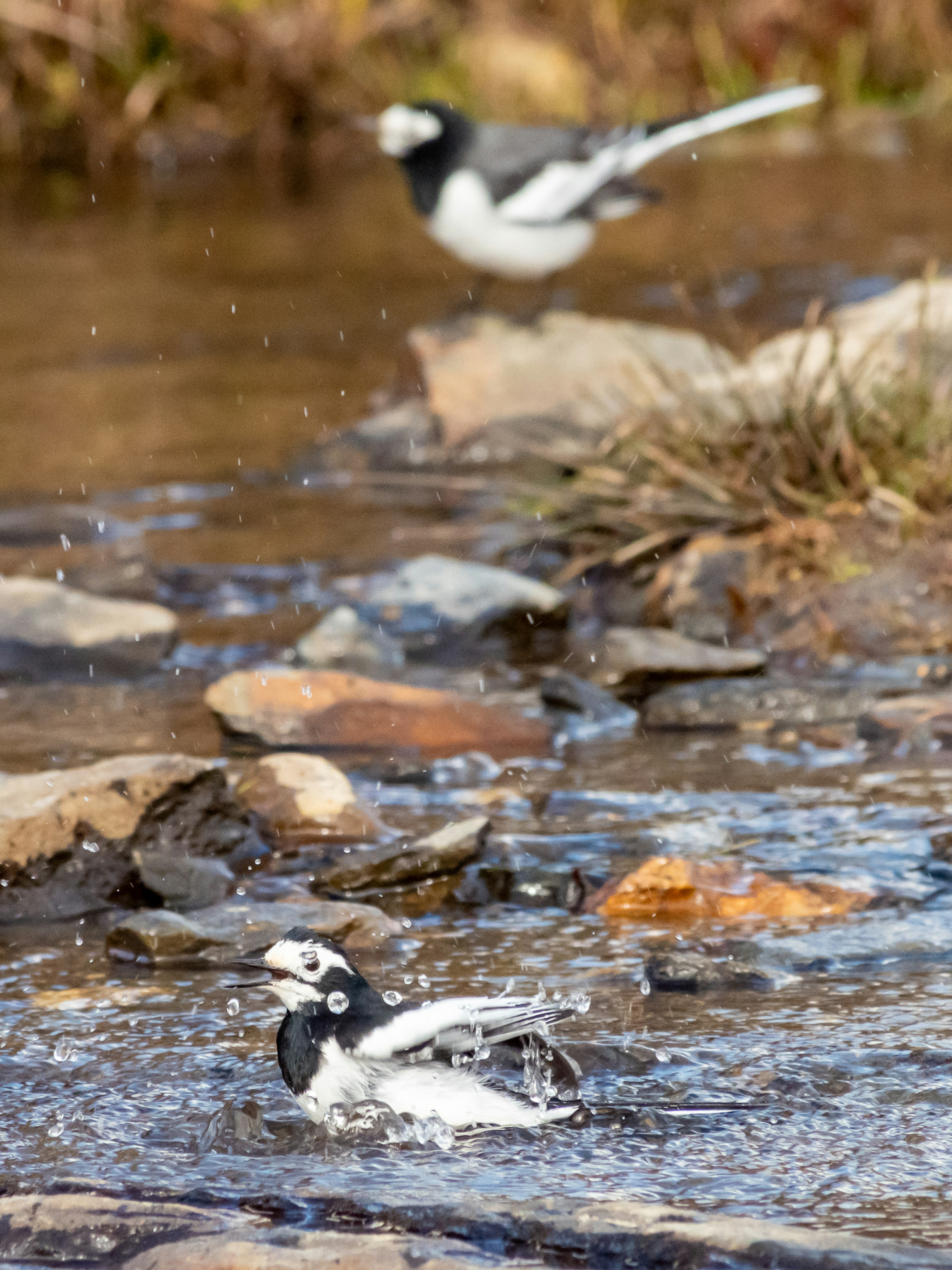 水辺で泳ぐ白黒の鳥と背景に飛ぶ鳥