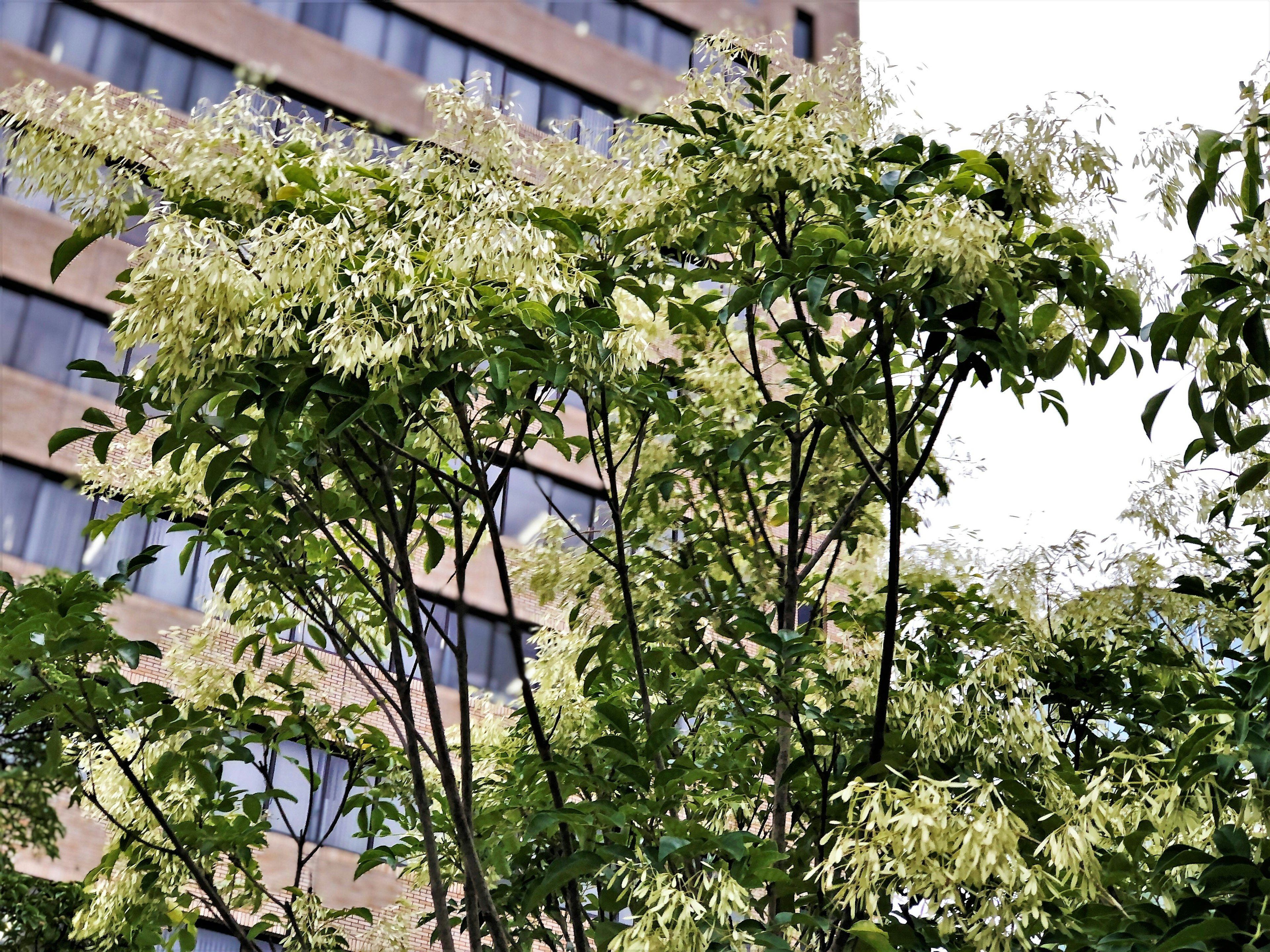 Rami di un albero con fiori bianchi davanti a un edificio