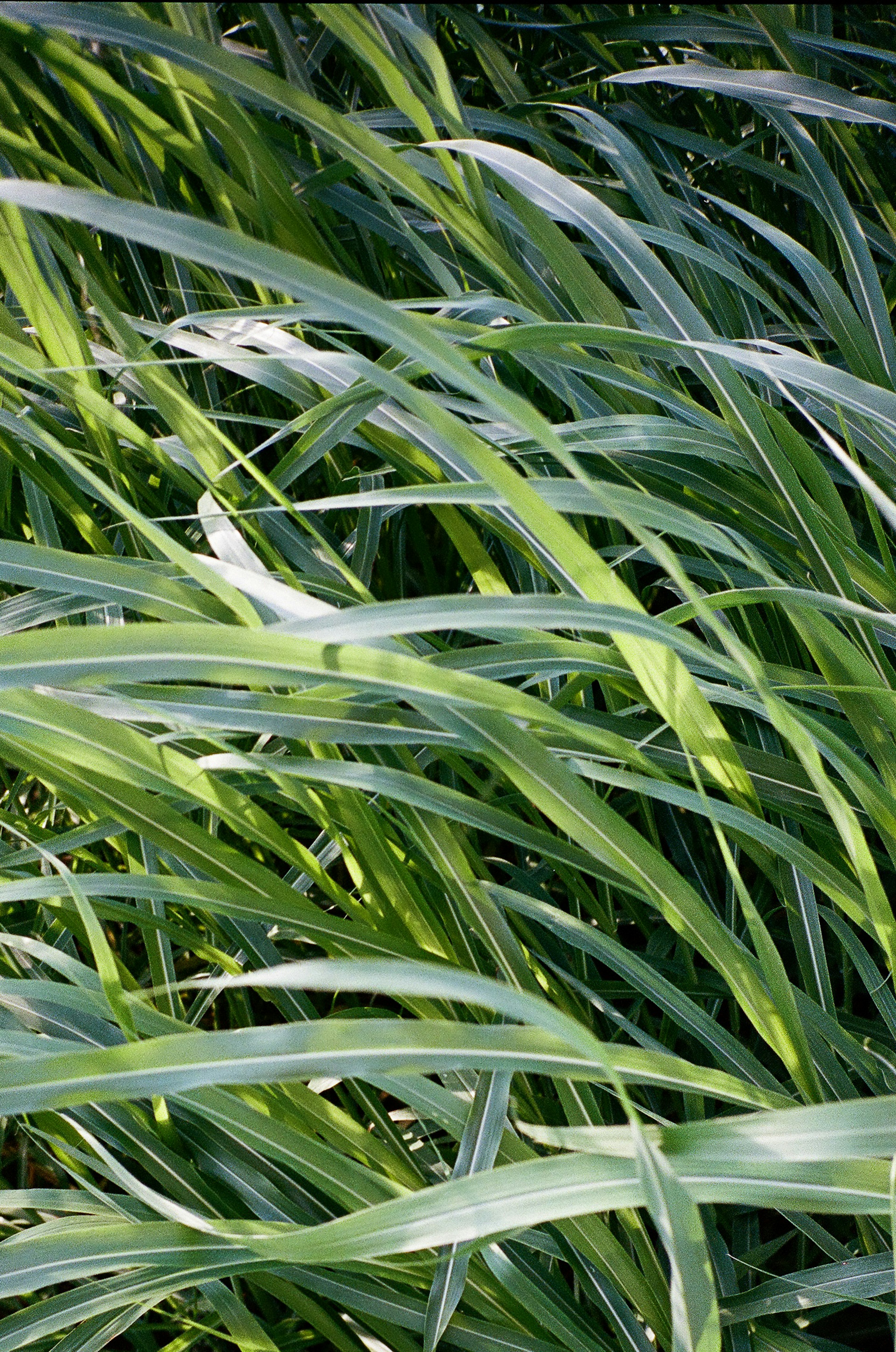 Herbe verte luxuriante se balançant doucement dans le vent