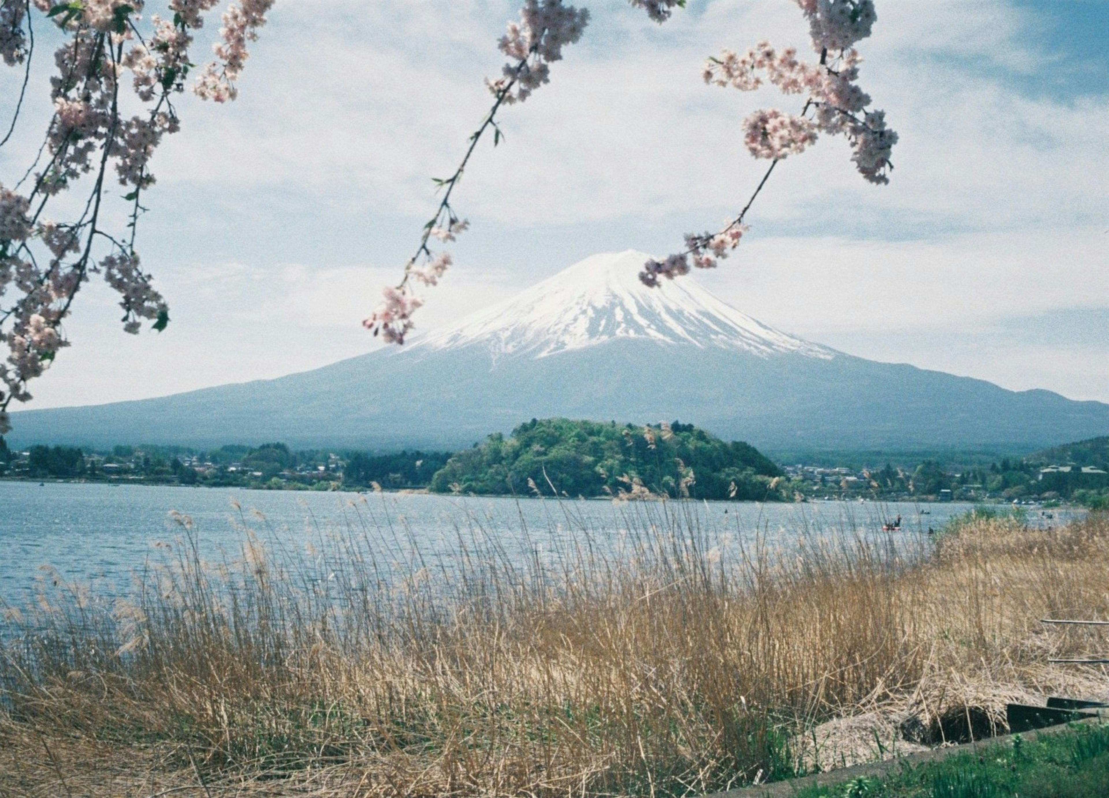 富士山と桜の風景で美しい湖の景色