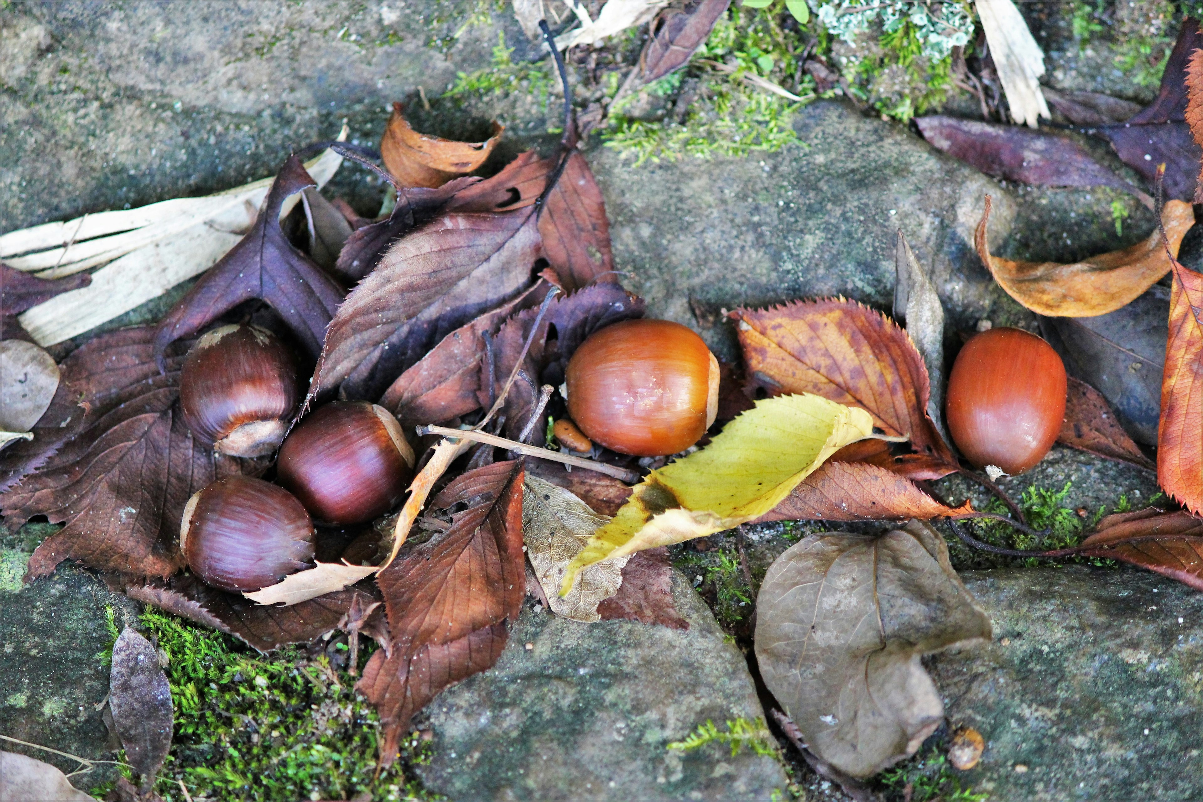 Diverse castagne su foglie secche con muschio verde