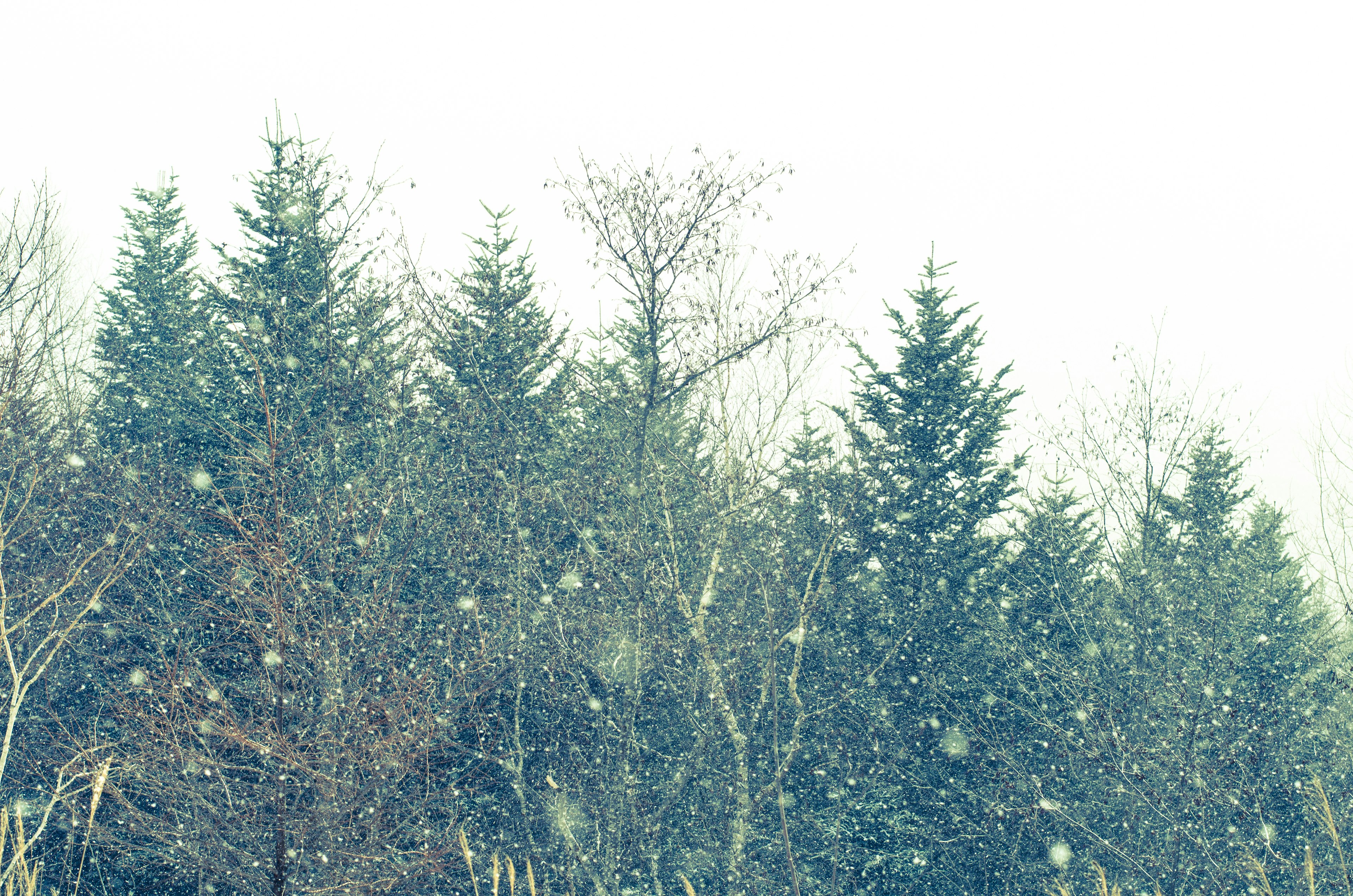 Nieve cayendo sobre un bosque con árboles de hoja perenne