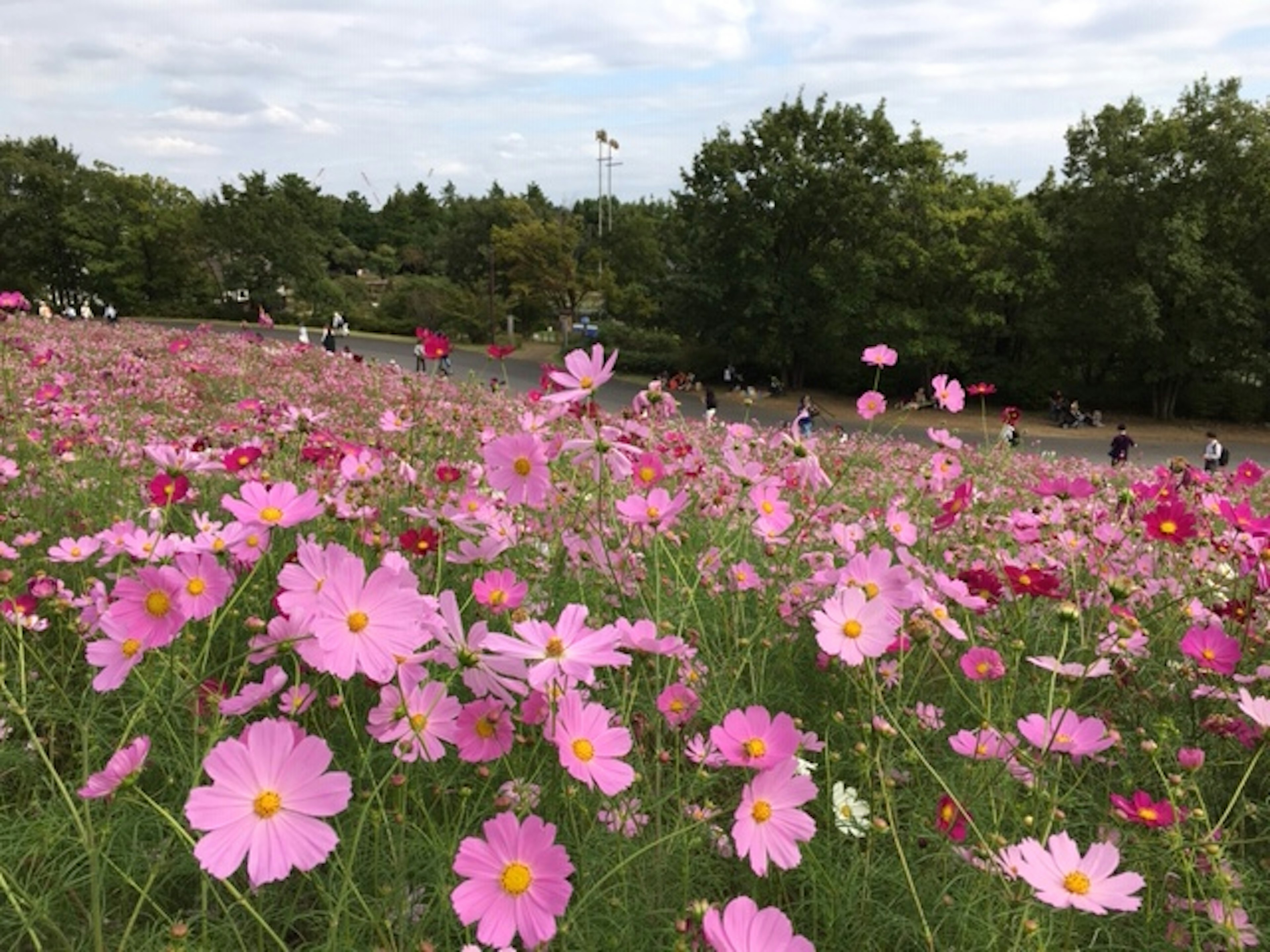 ピンクのコスモスの花が咲く風景と人々