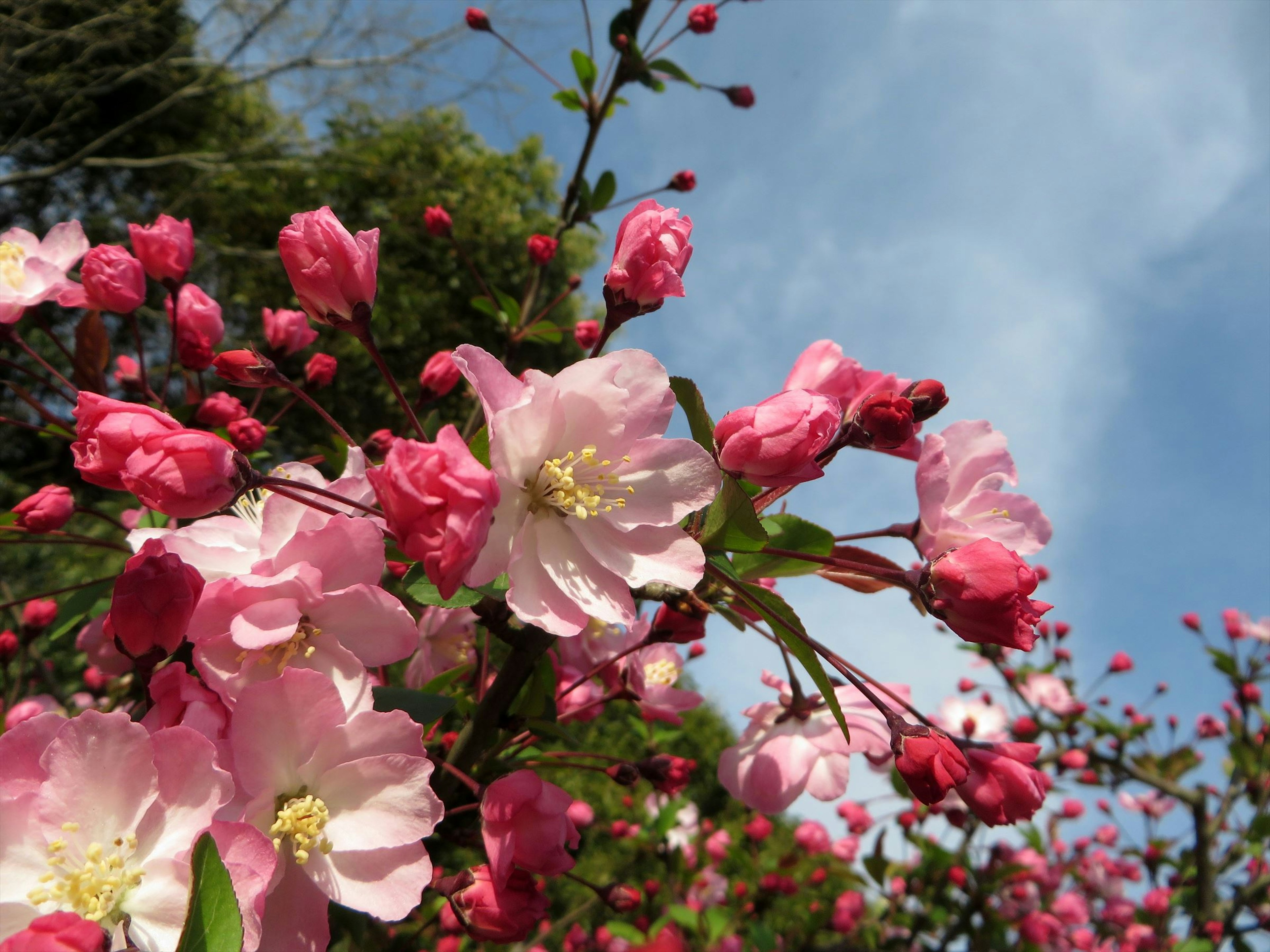 ピンクの花とつぼみが咲いている木の枝と青空