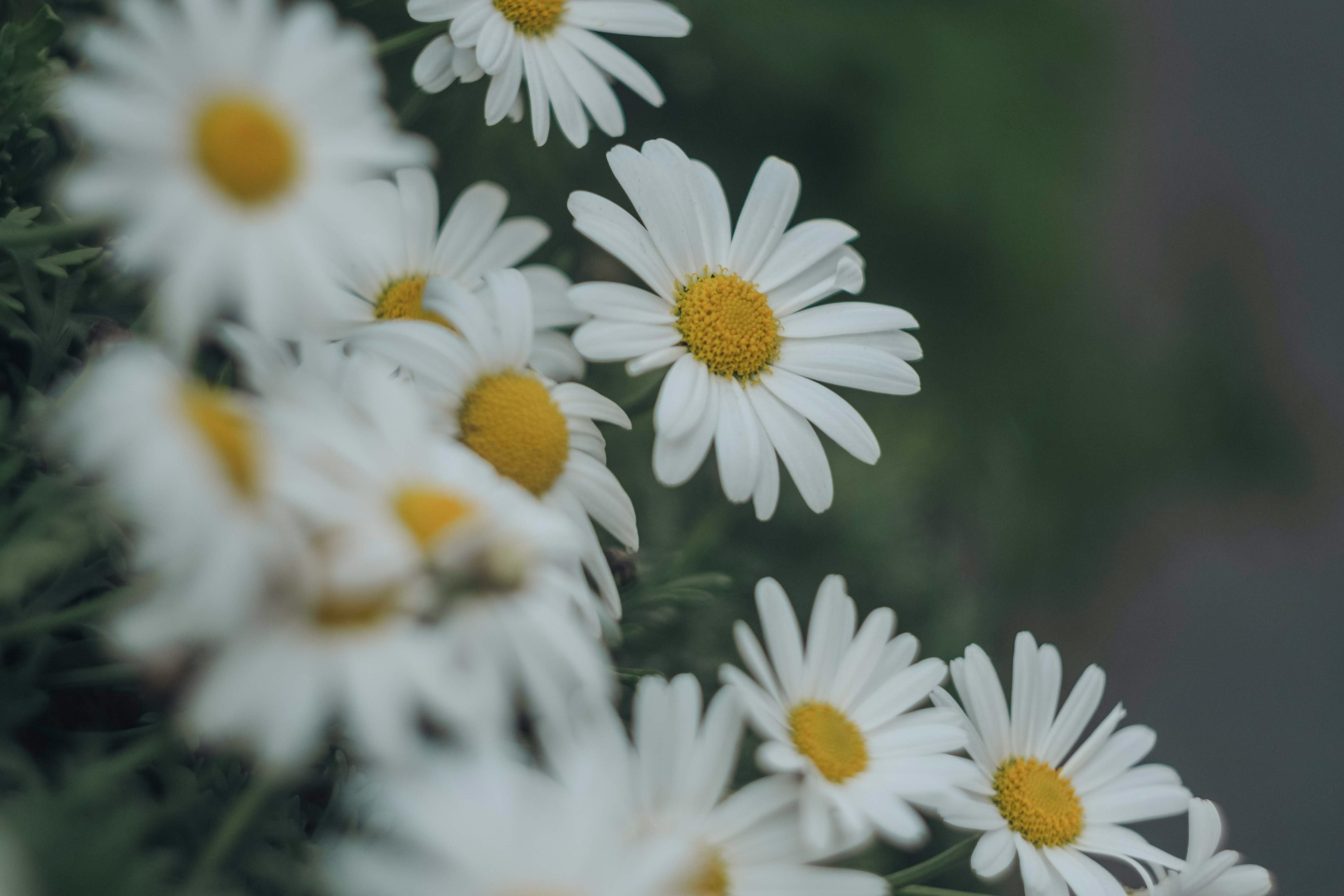 白いデイジーの花が緑の背景に咲いている様子