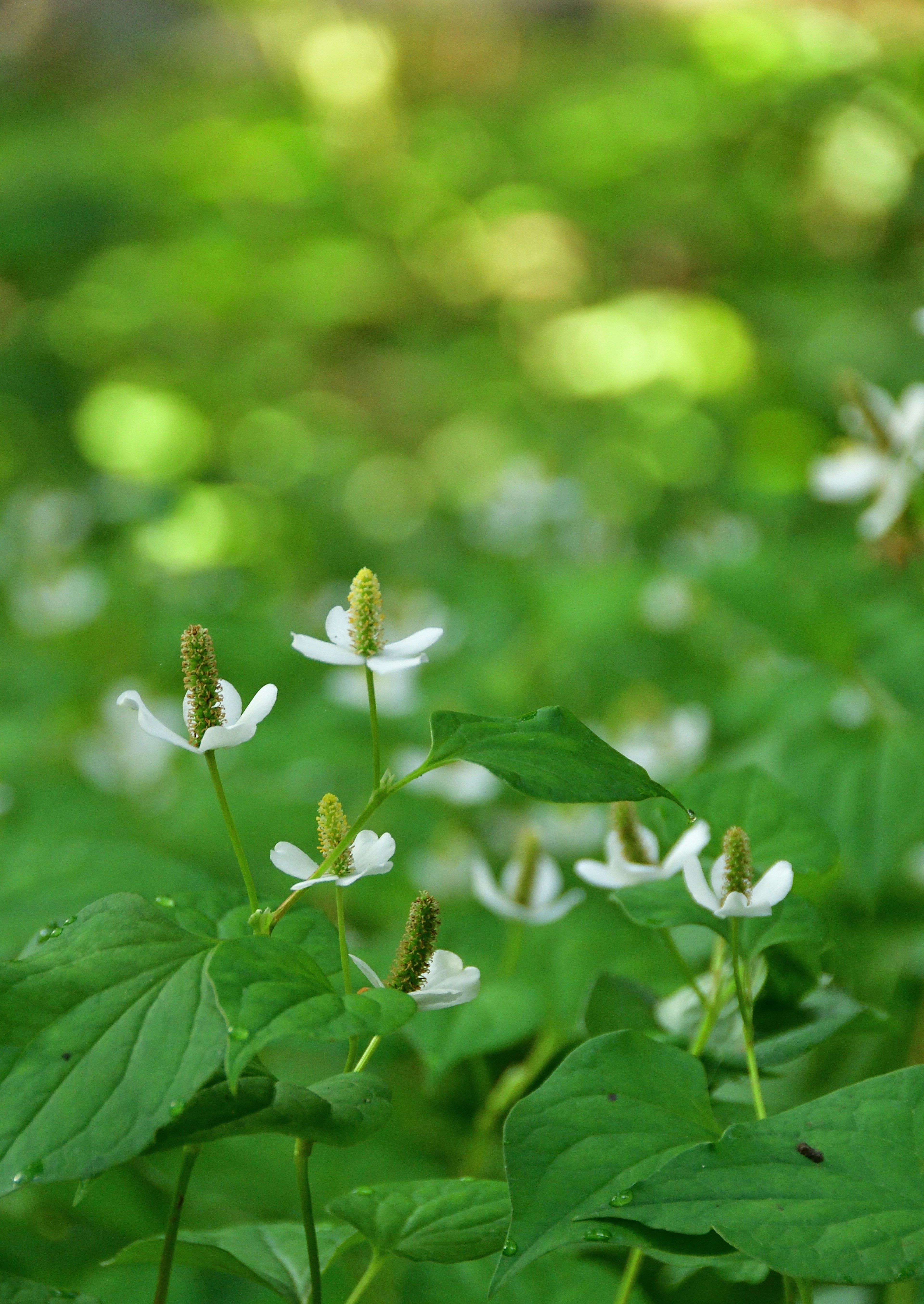 Una escena con flores blancas floreciendo entre hojas verdes