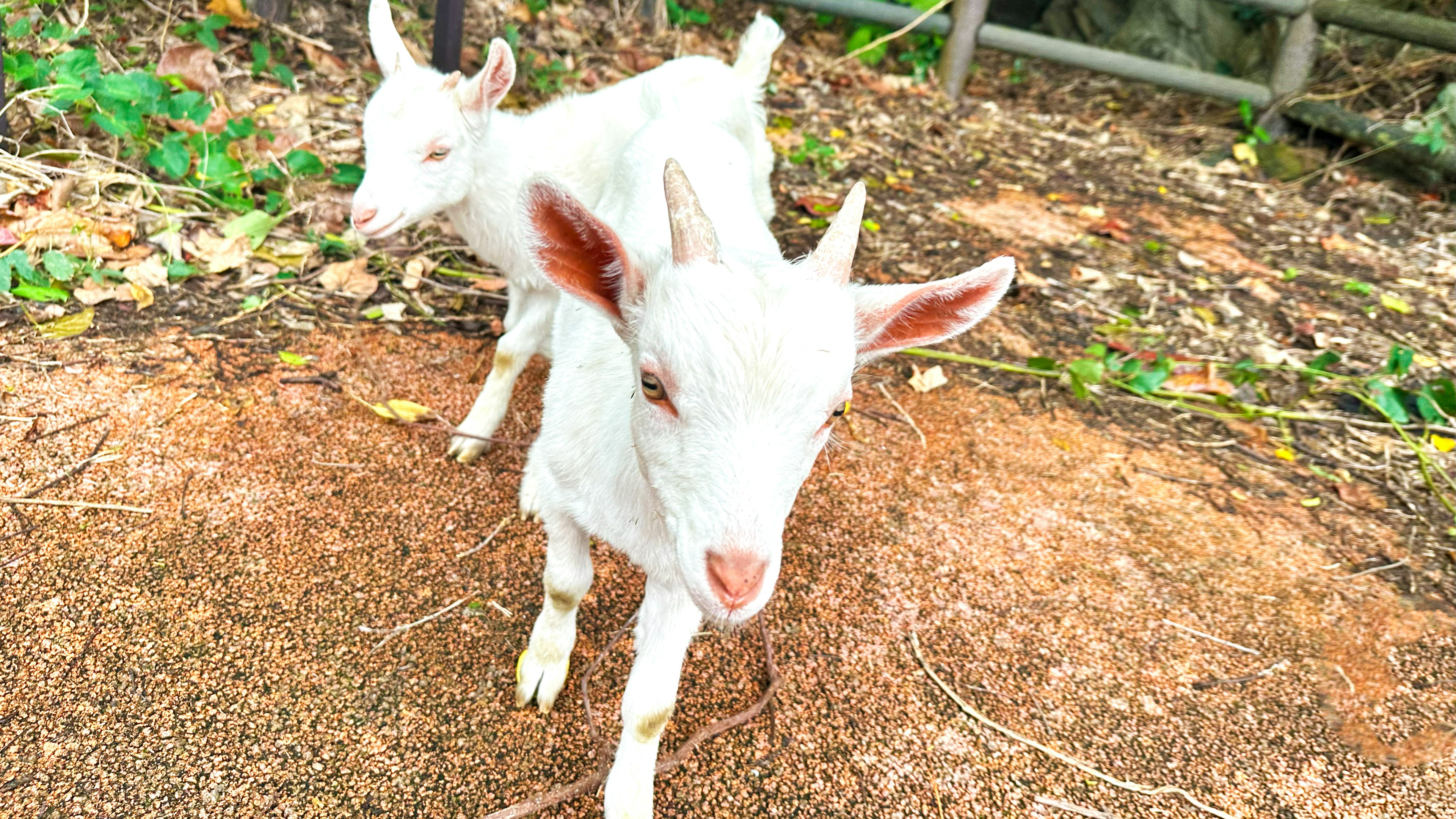 Two white baby goats playing in a natural setting