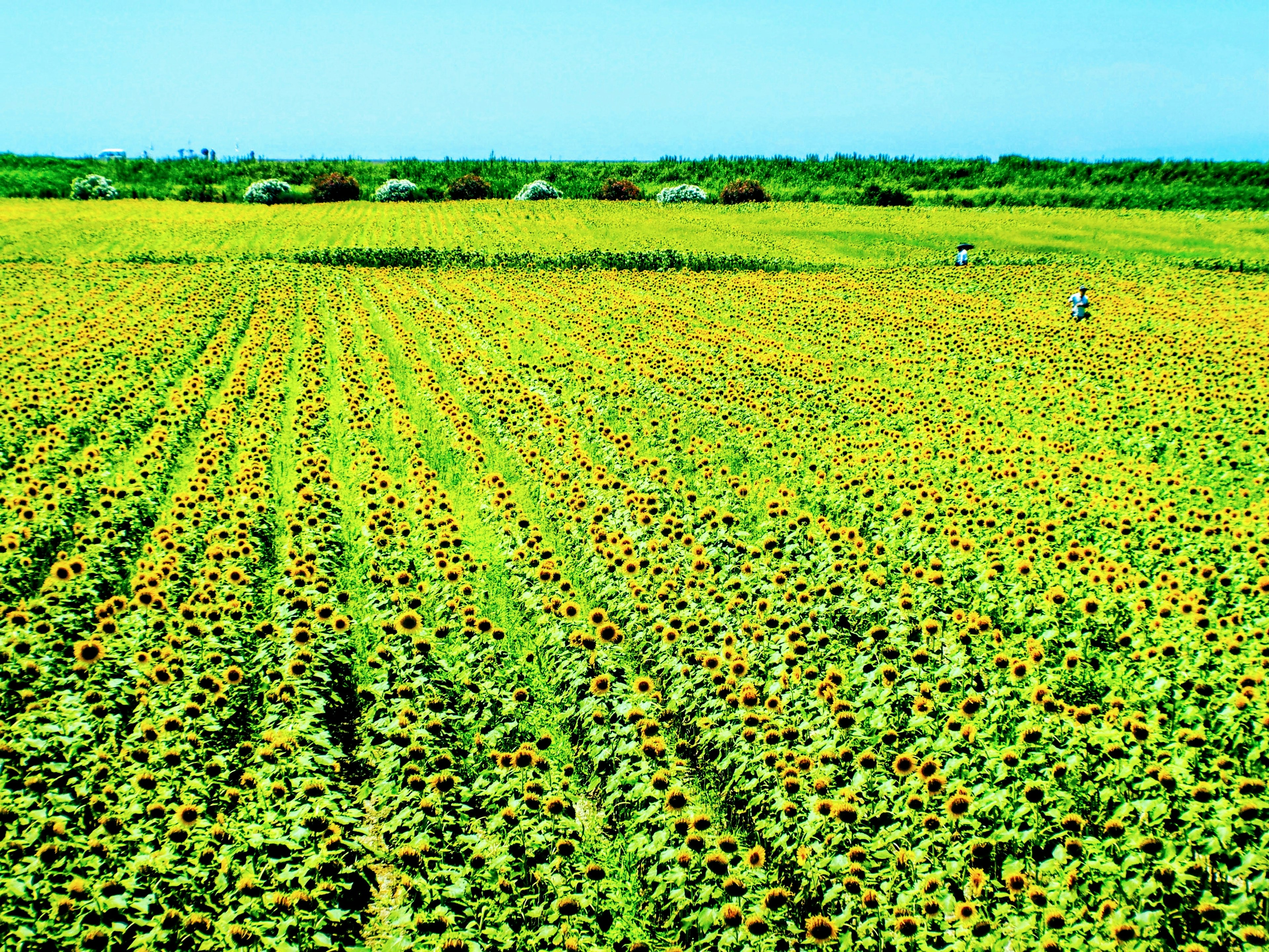 Amplio campo de girasoles con personas trabajando