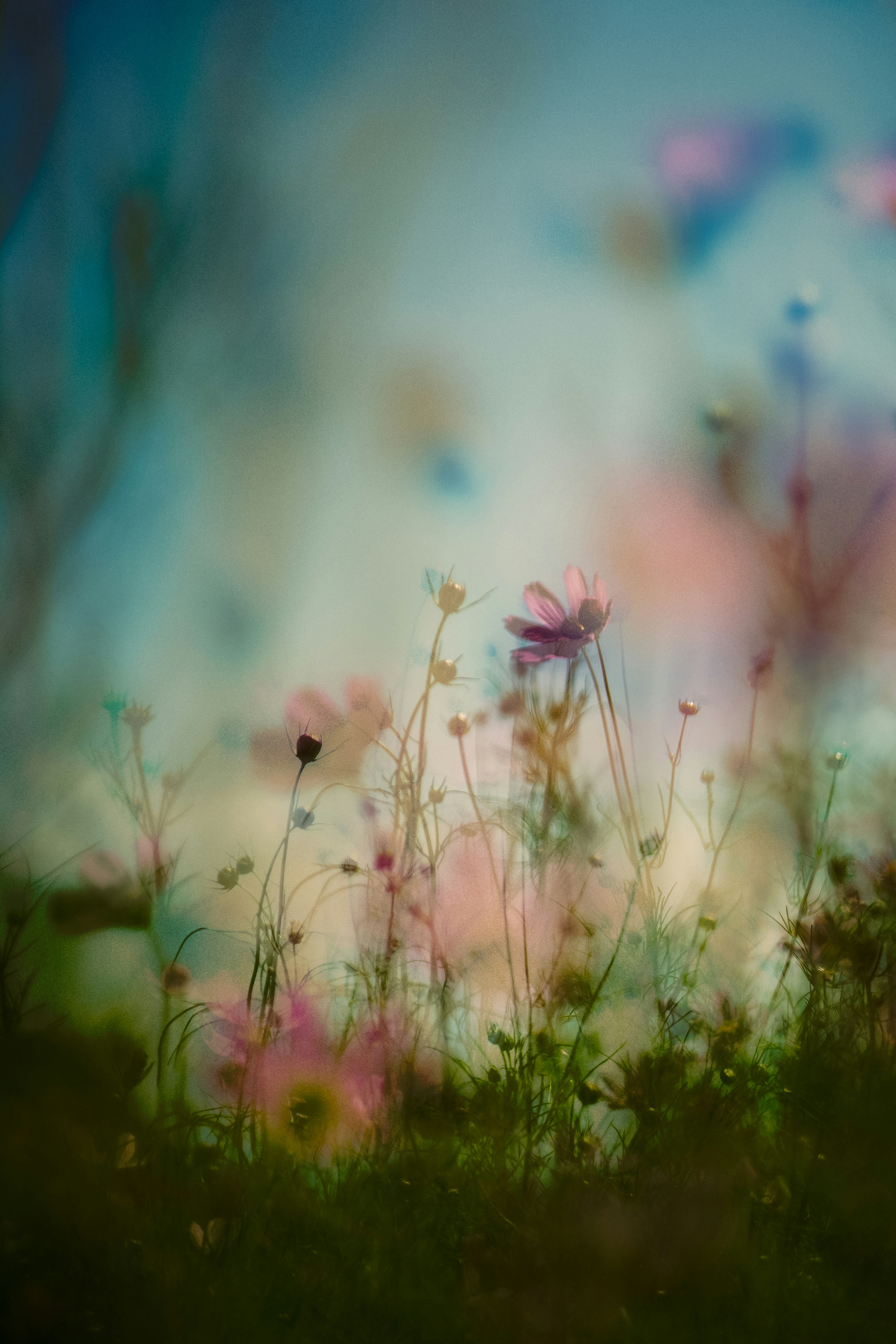 Image floue de fleurs s'épanouissant dans une lumière douce