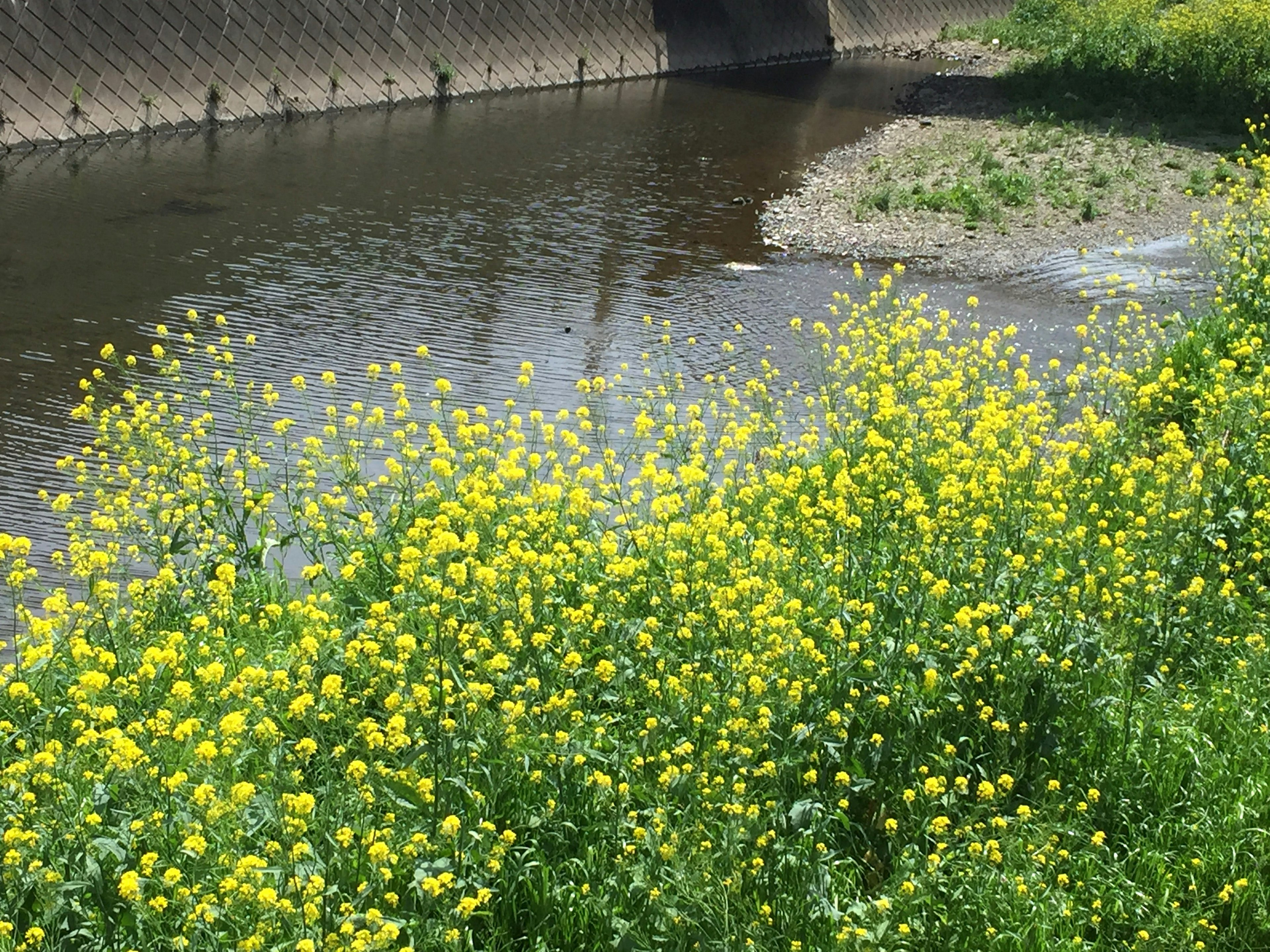 Scena di fiume con fiori gialli in fiore