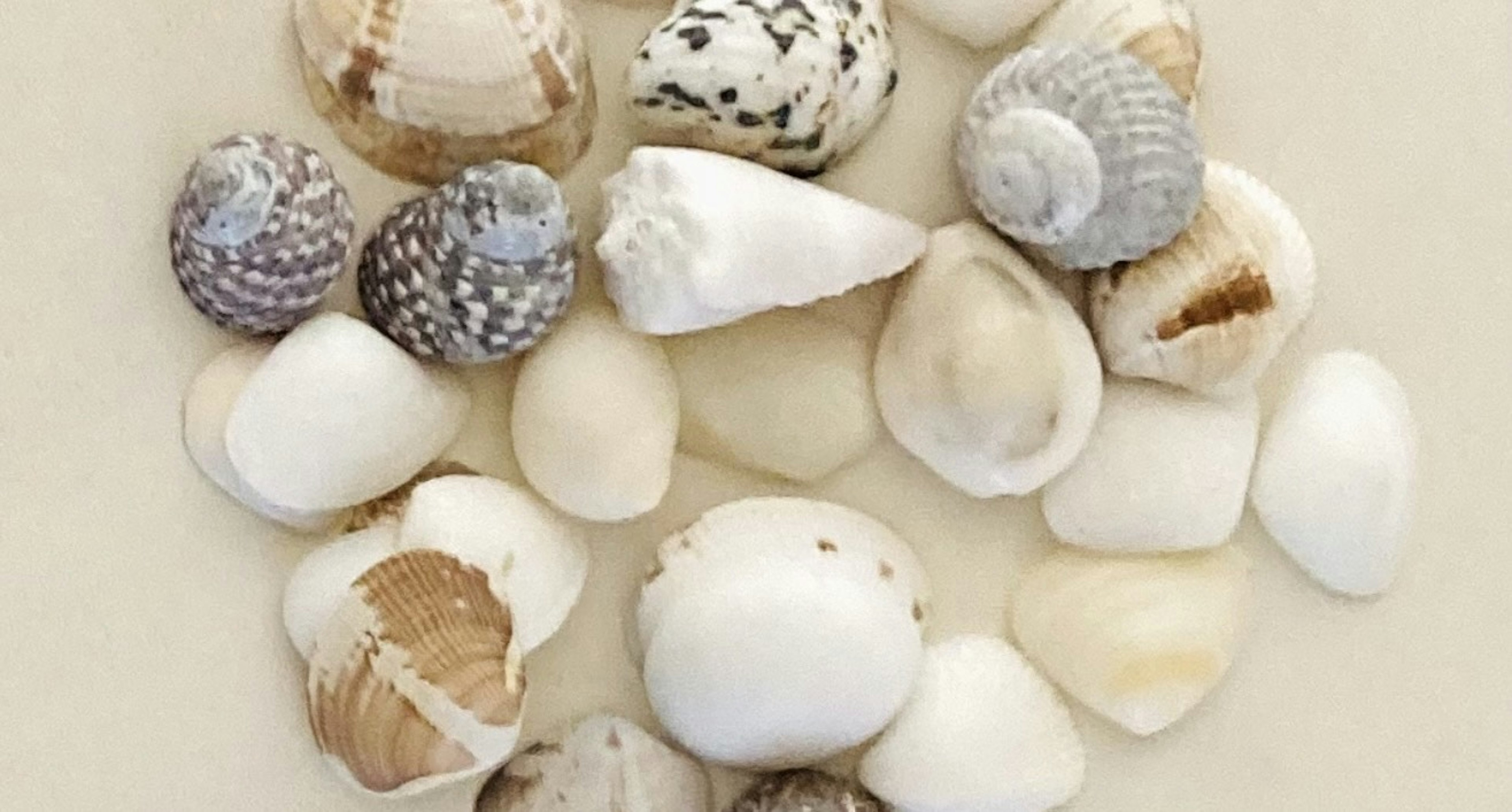 A collection of various seashells scattered on a surface