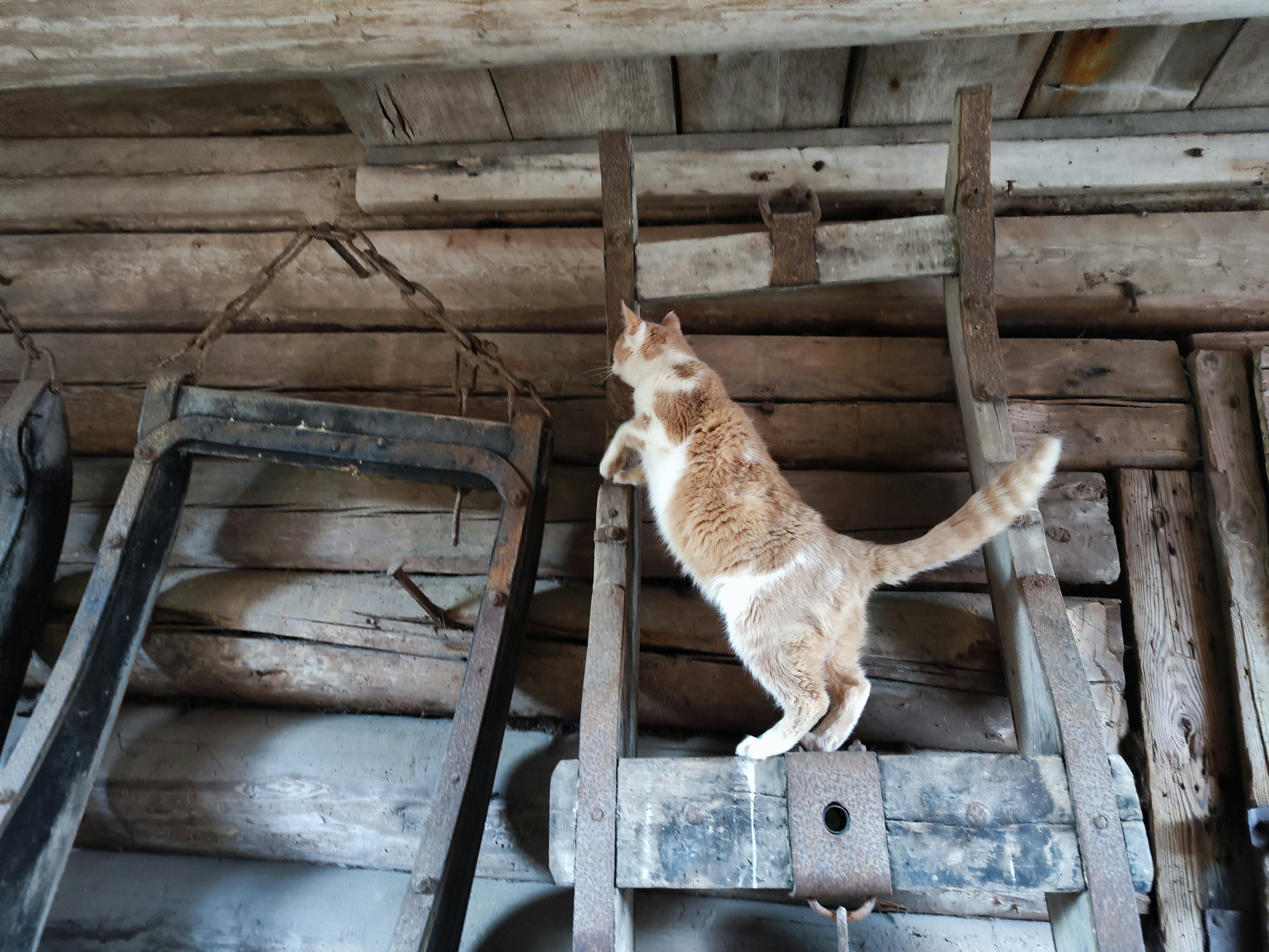 Chat orange debout sur des outils en bois à l'intérieur d'une vieille cabane