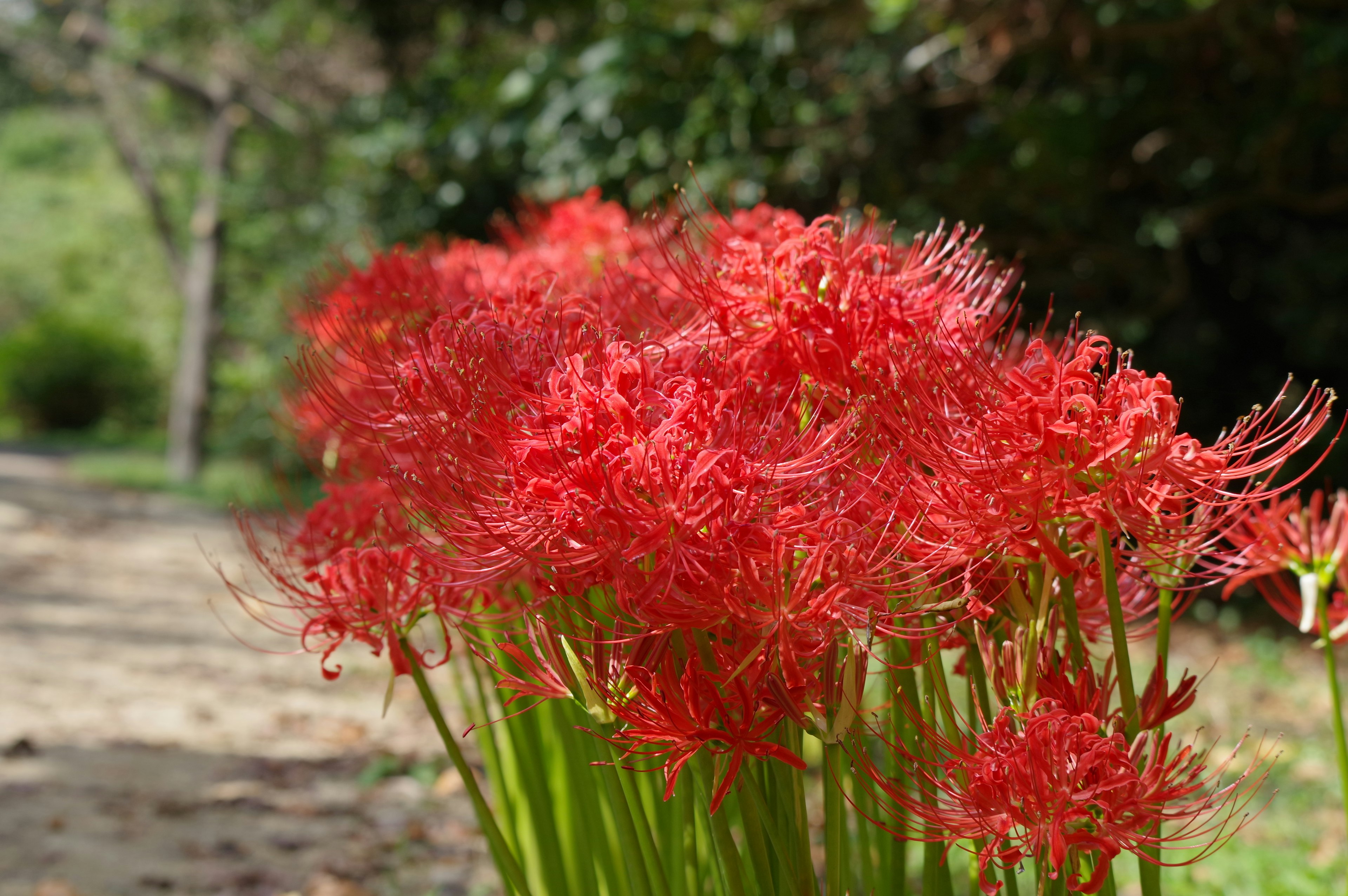 Cluster of vibrant red spider lilies in a garden