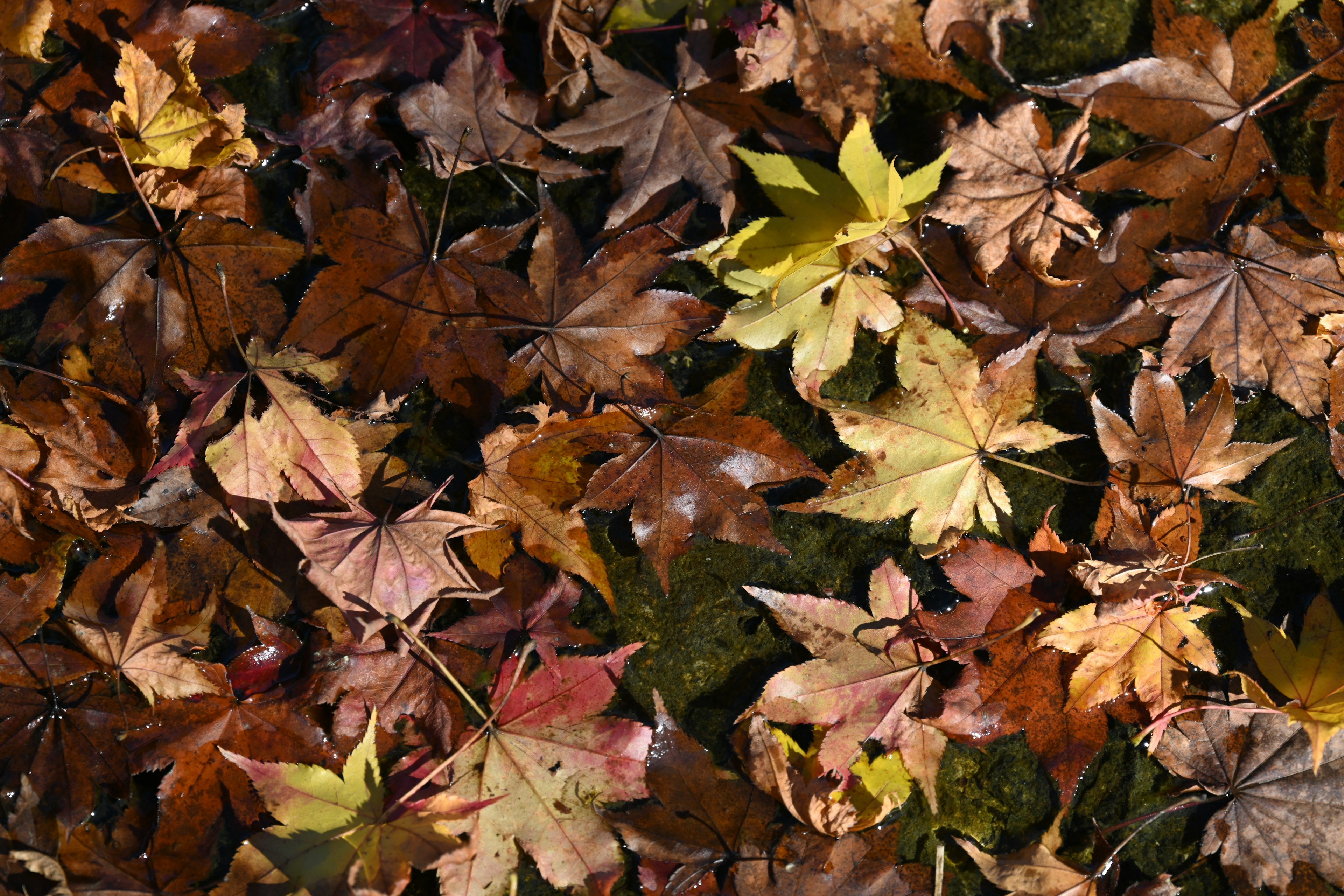 Colorful fallen leaves covering the ground in an autumn scene