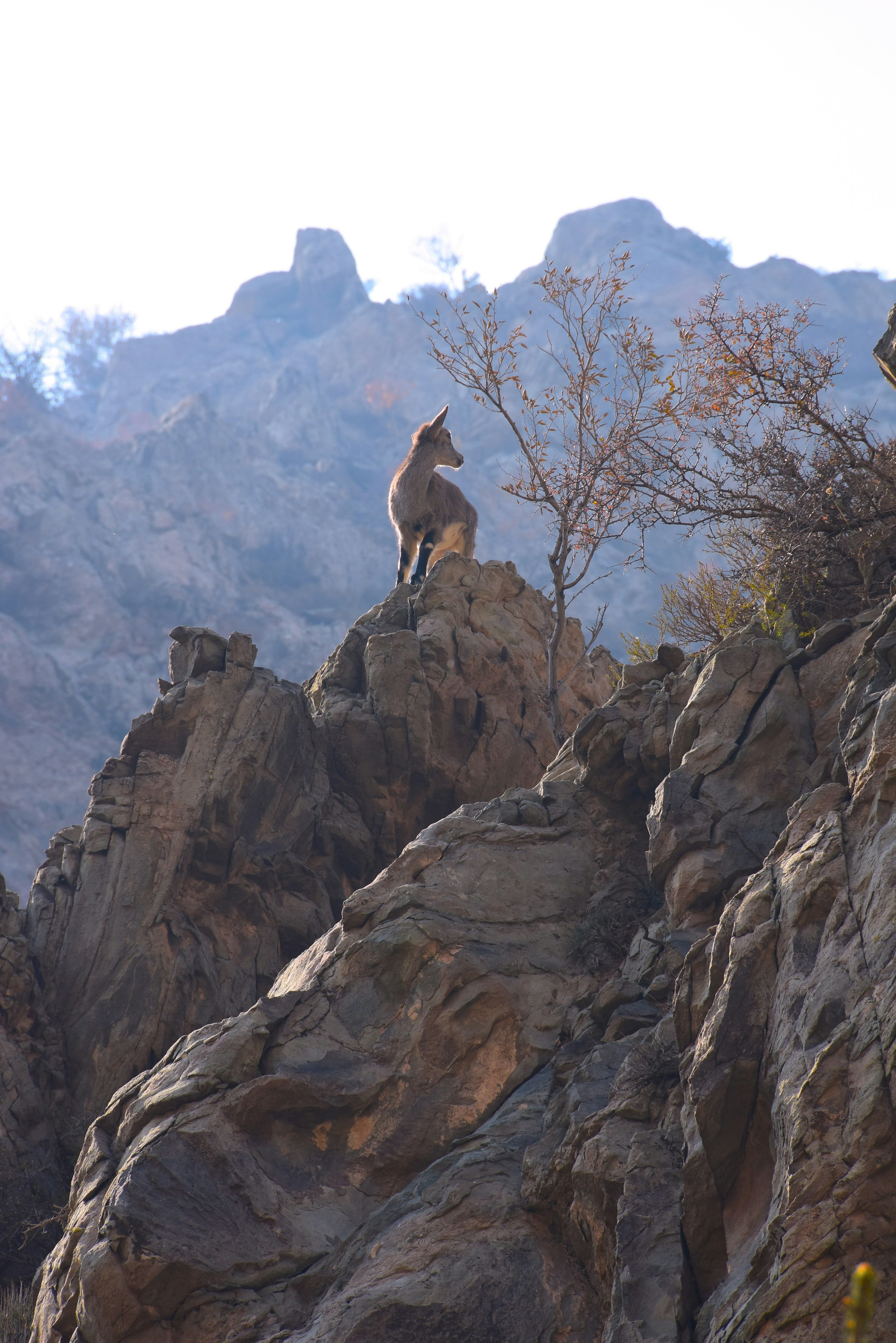 Goat sitting on a rock with mountains in the background