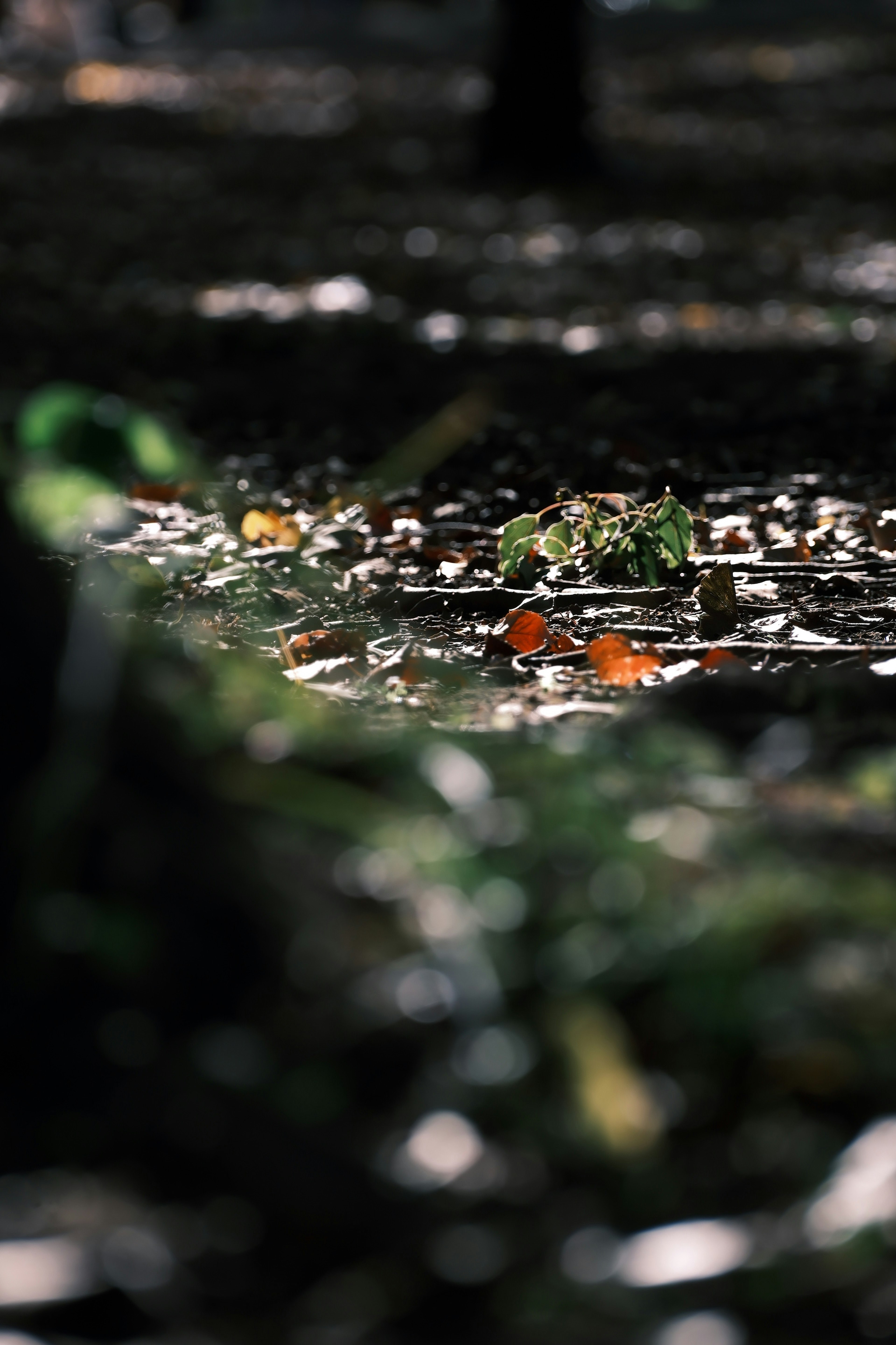 秋の落ち葉が水たまりに浮かぶ静かな森の風景