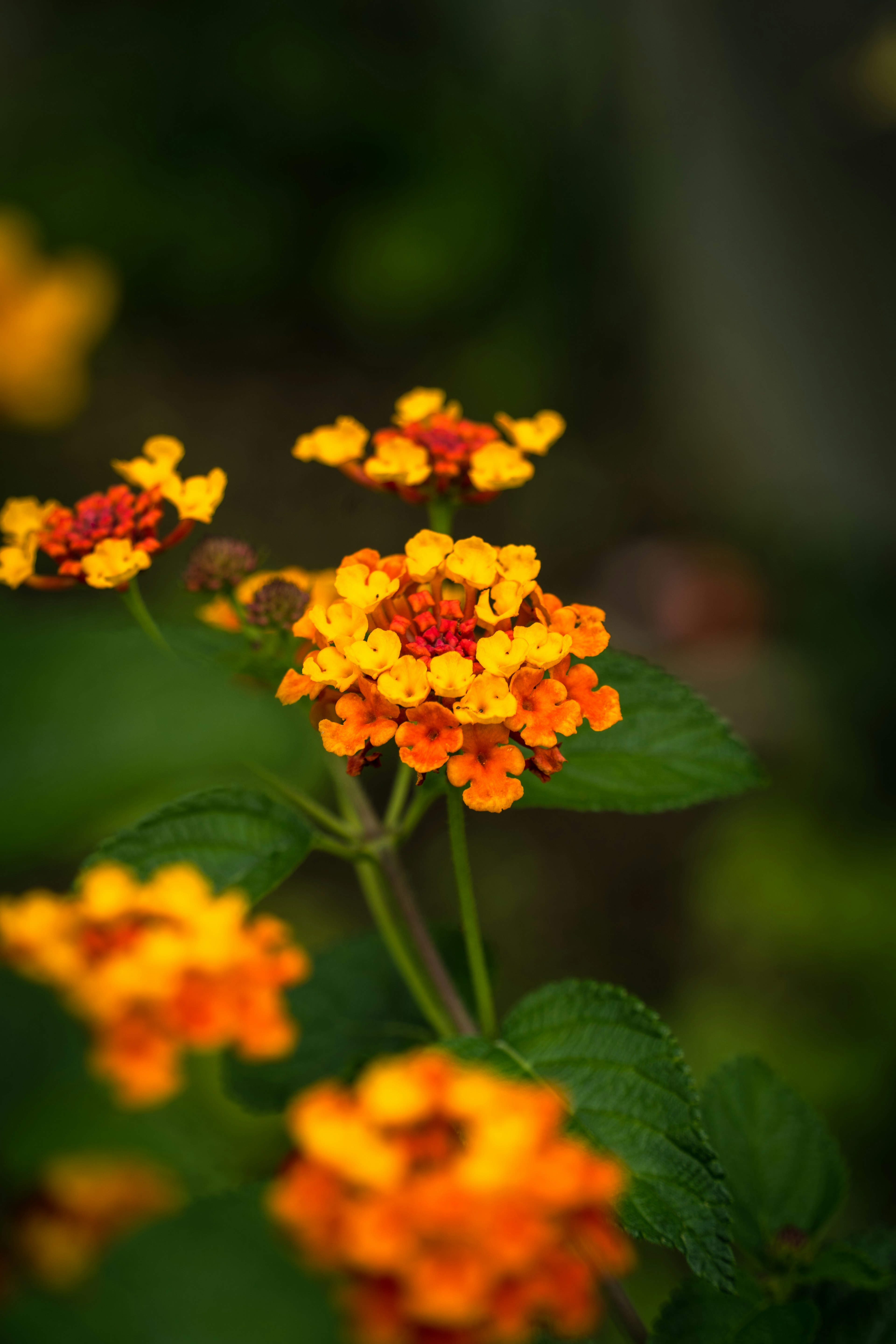Primo piano di fiori di lantana arancioni e gialli vivaci