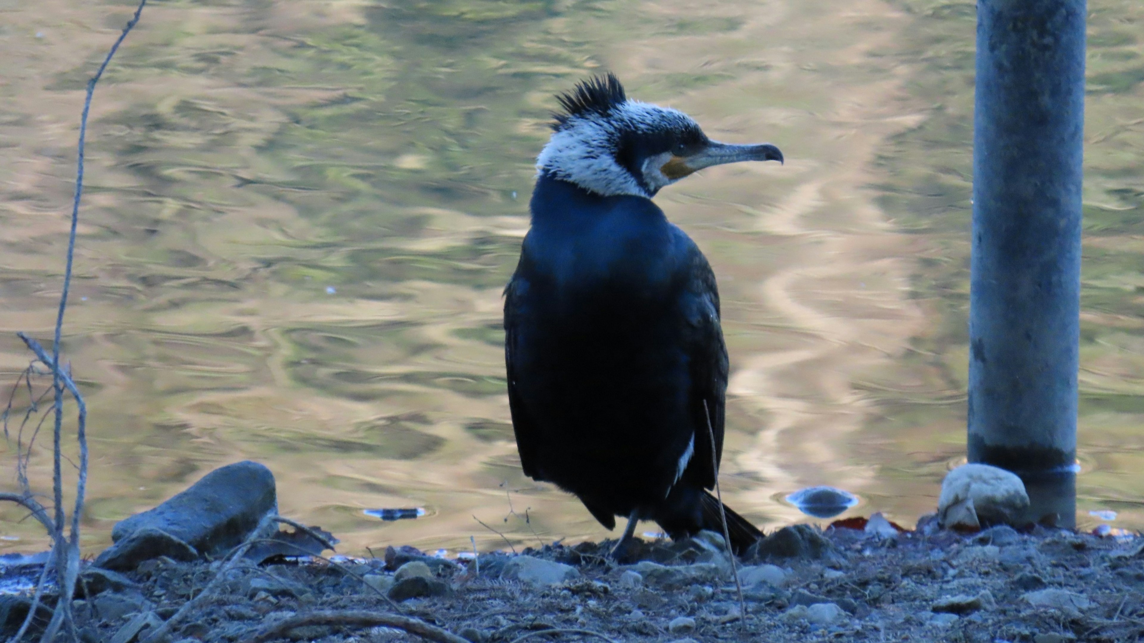 Cormorano nero in piedi vicino alla superficie dell'acqua