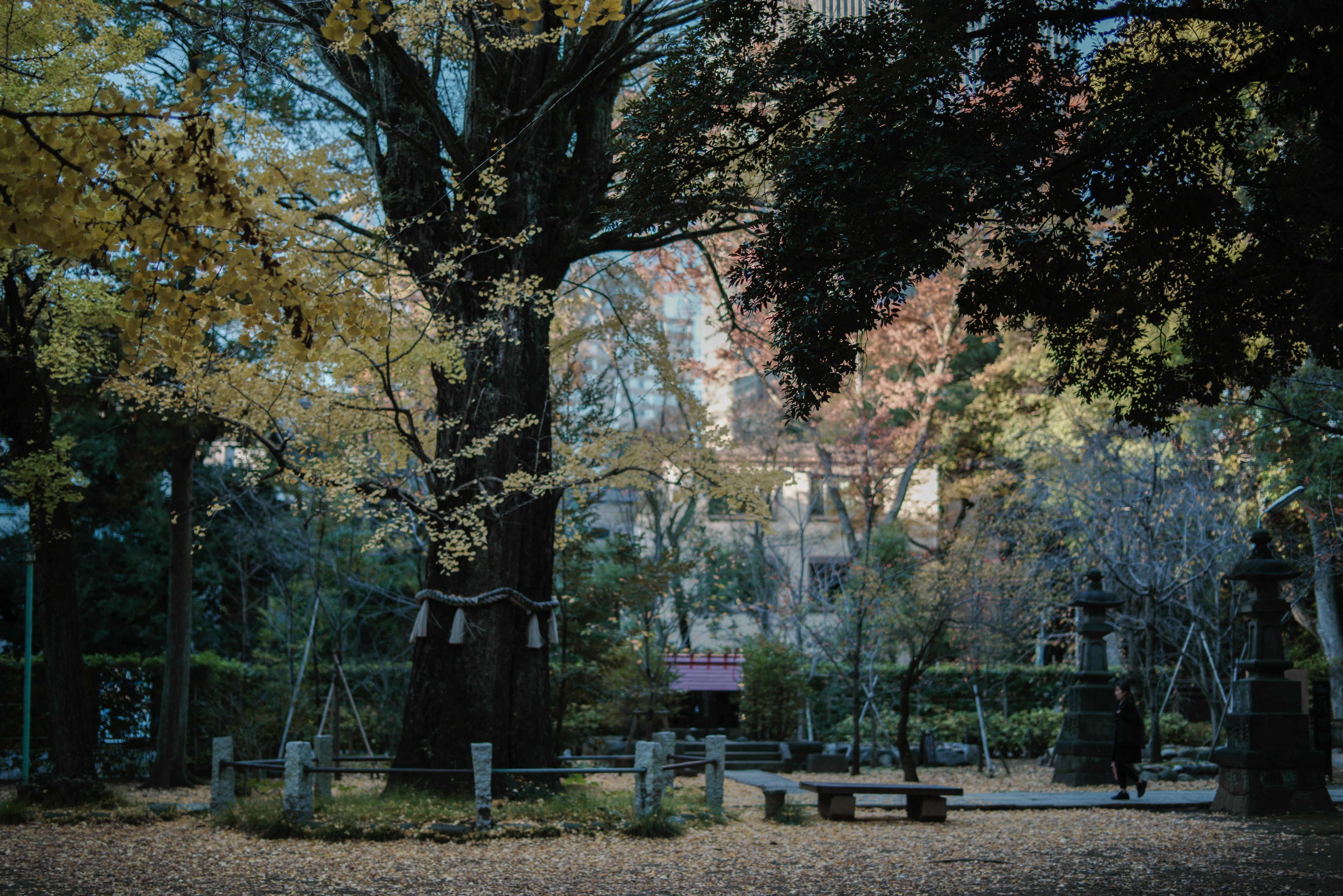 Scène de parc automnal avec un grand arbre et des équipements de jeu