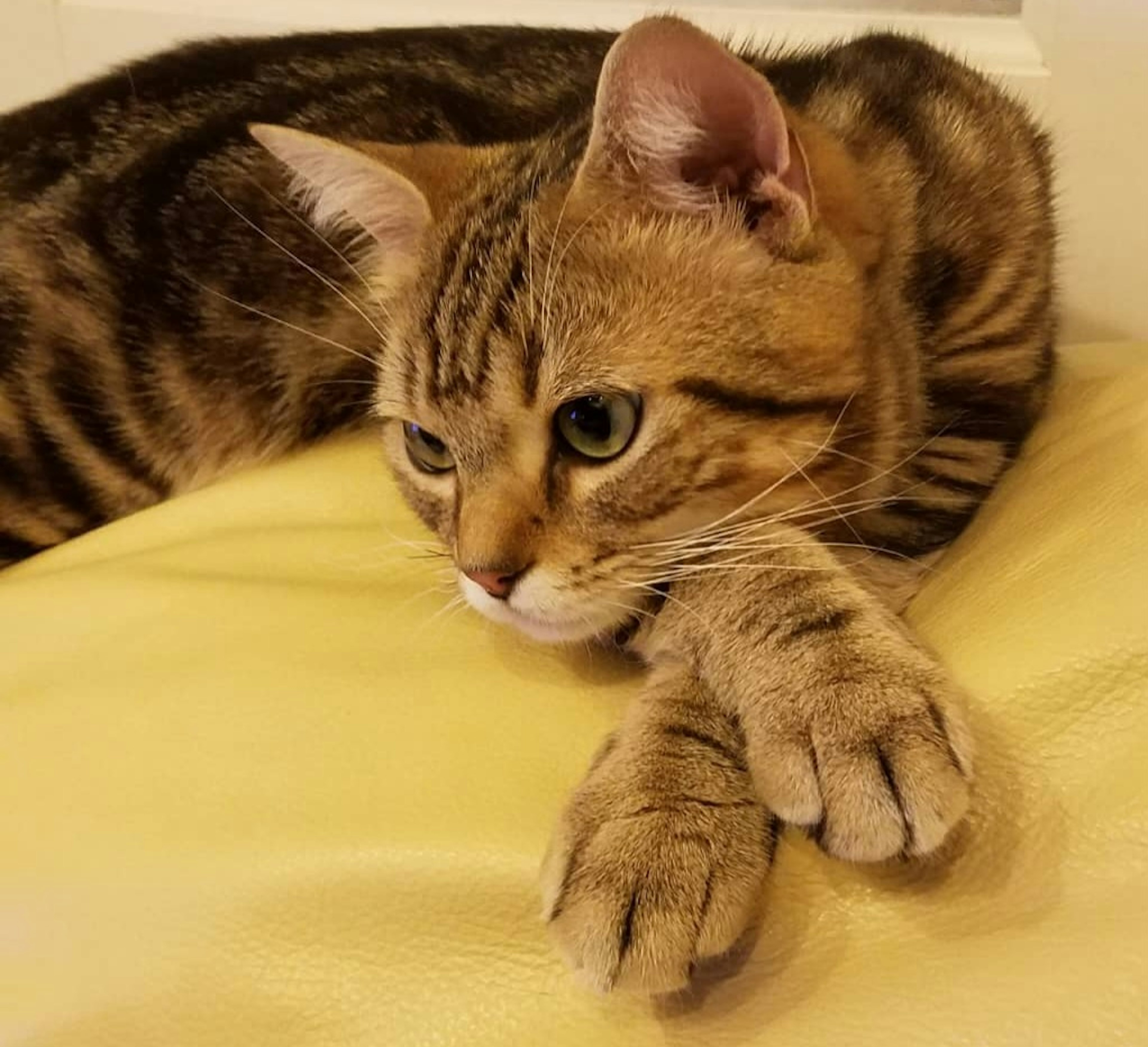 A brown spotted cat relaxing on a yellow cushion