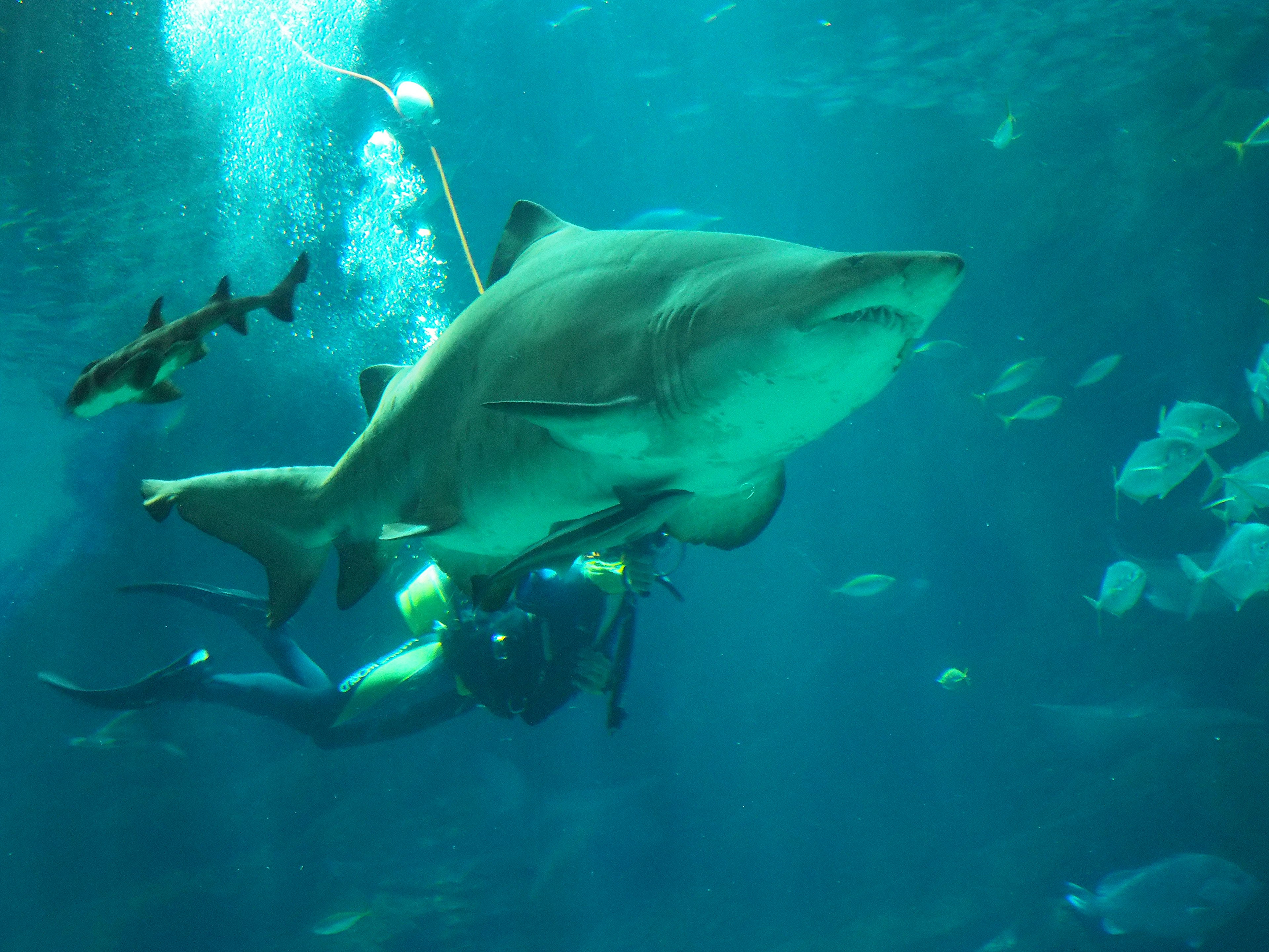 A diver swimming alongside a large shark in a blue aquarium