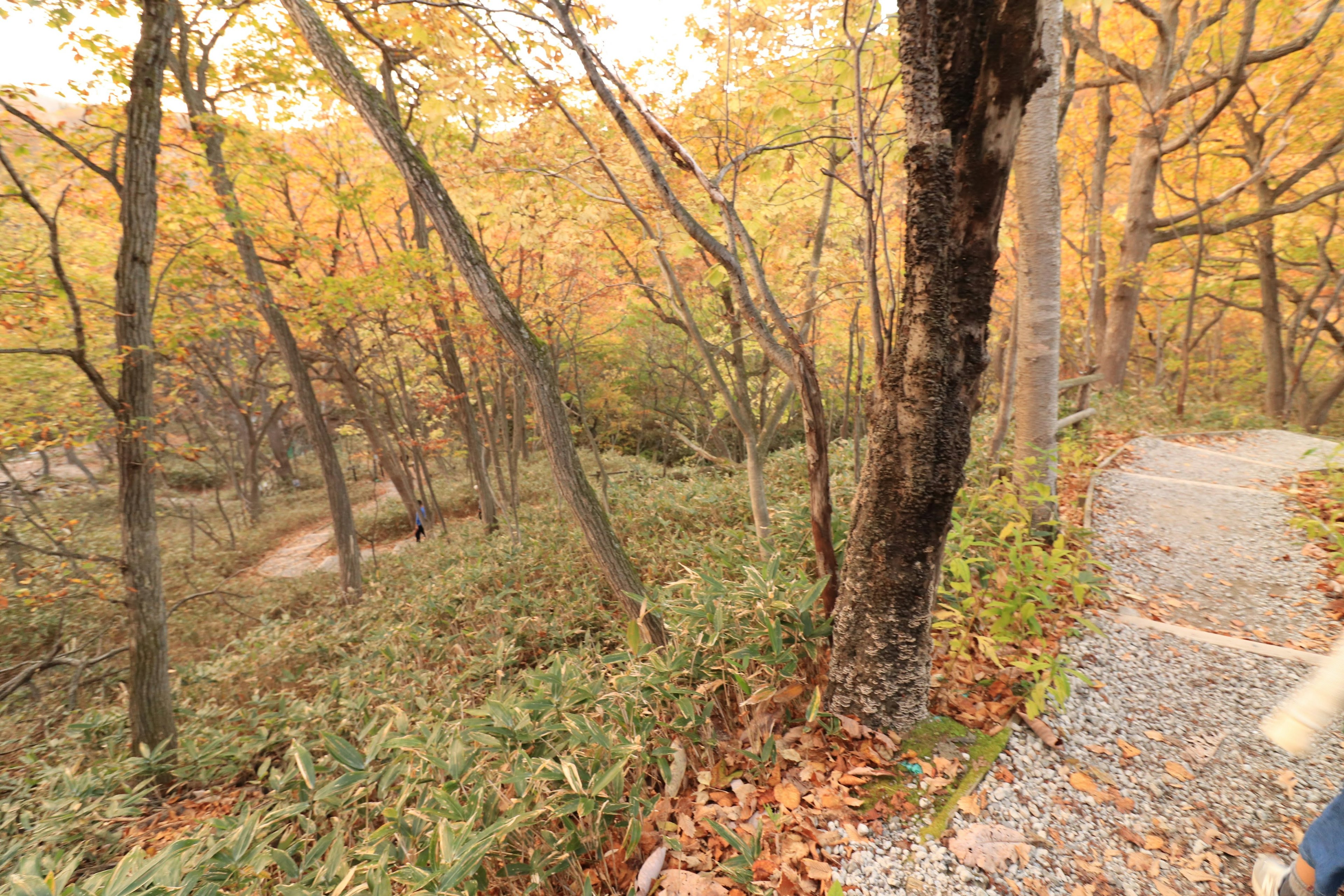 Escena de bosque otoñal con árboles de hojas amarillas y un camino visible