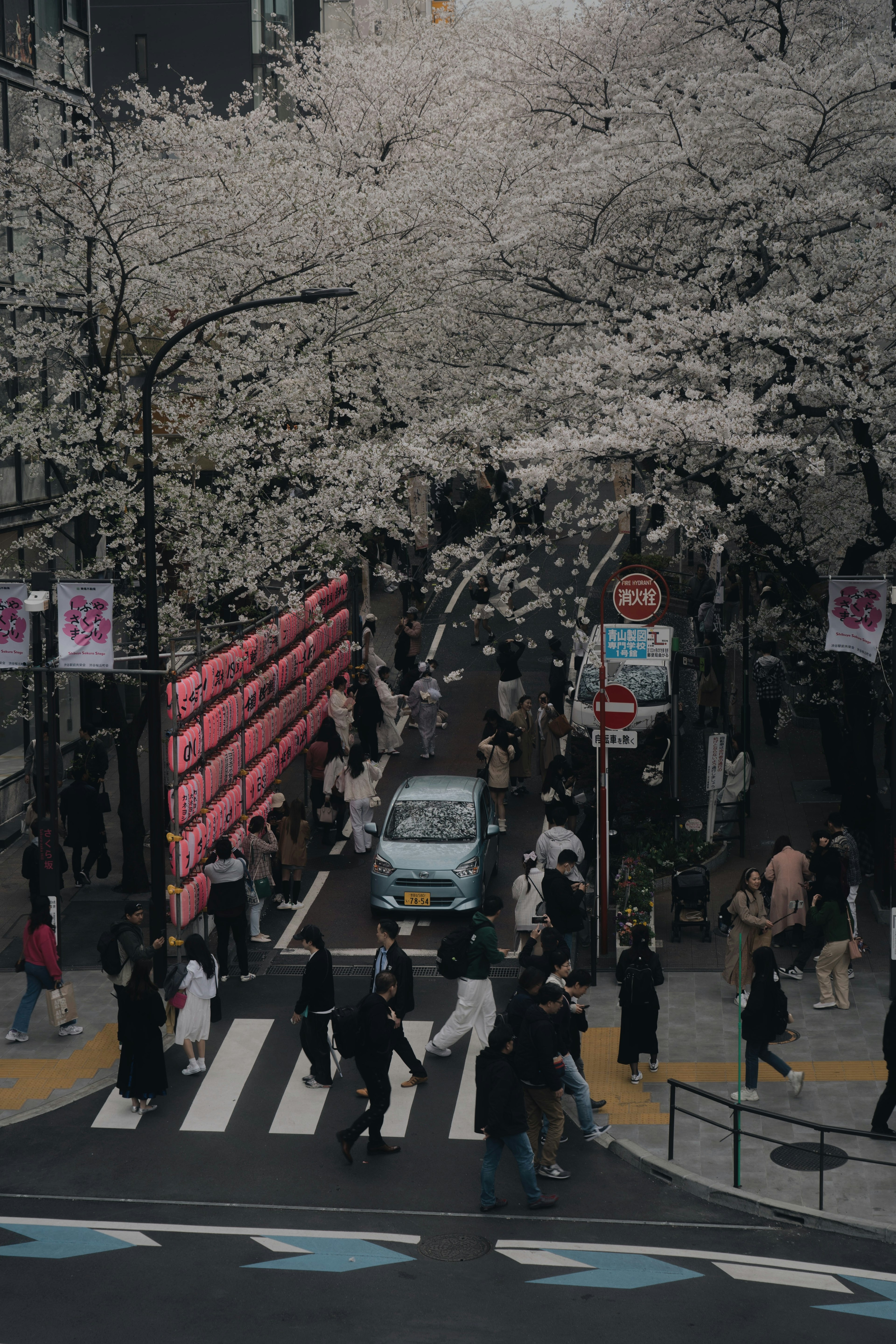 People walking under cherry blossom trees with a blue car on the street