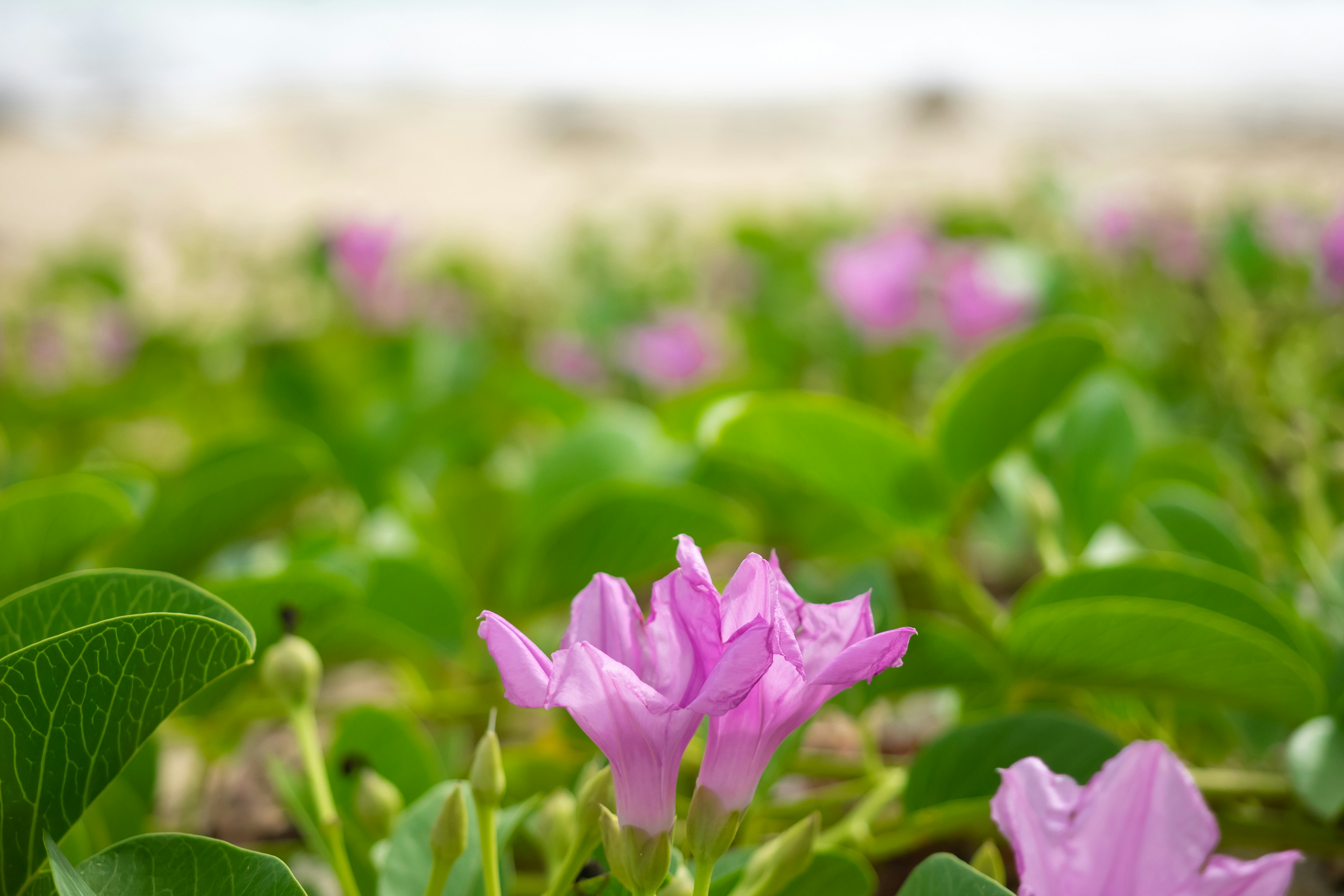 Purple flowers blooming on a beach with green leaves