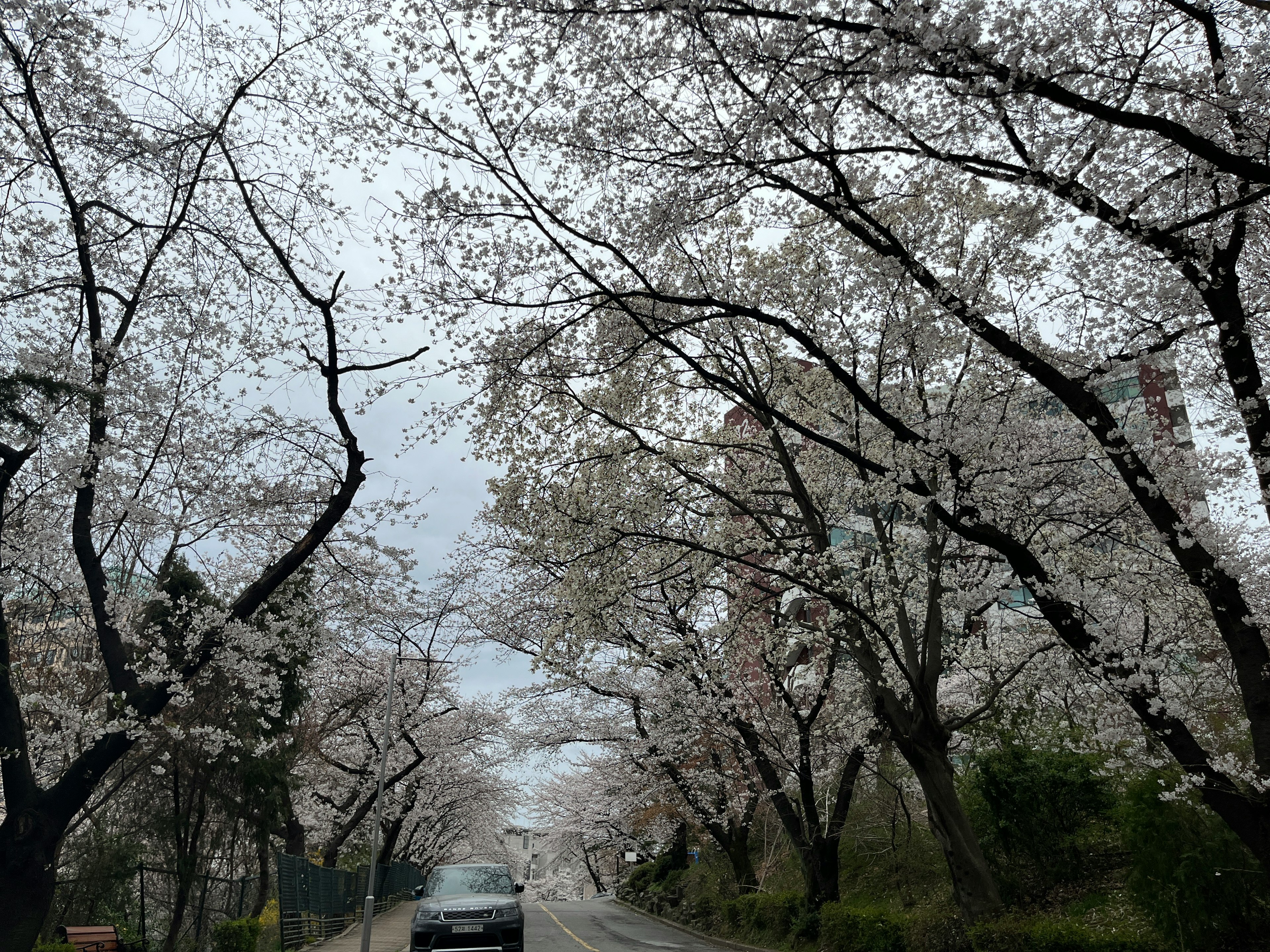 一條被櫻花樹環繞的道路和一輛經過的汽車