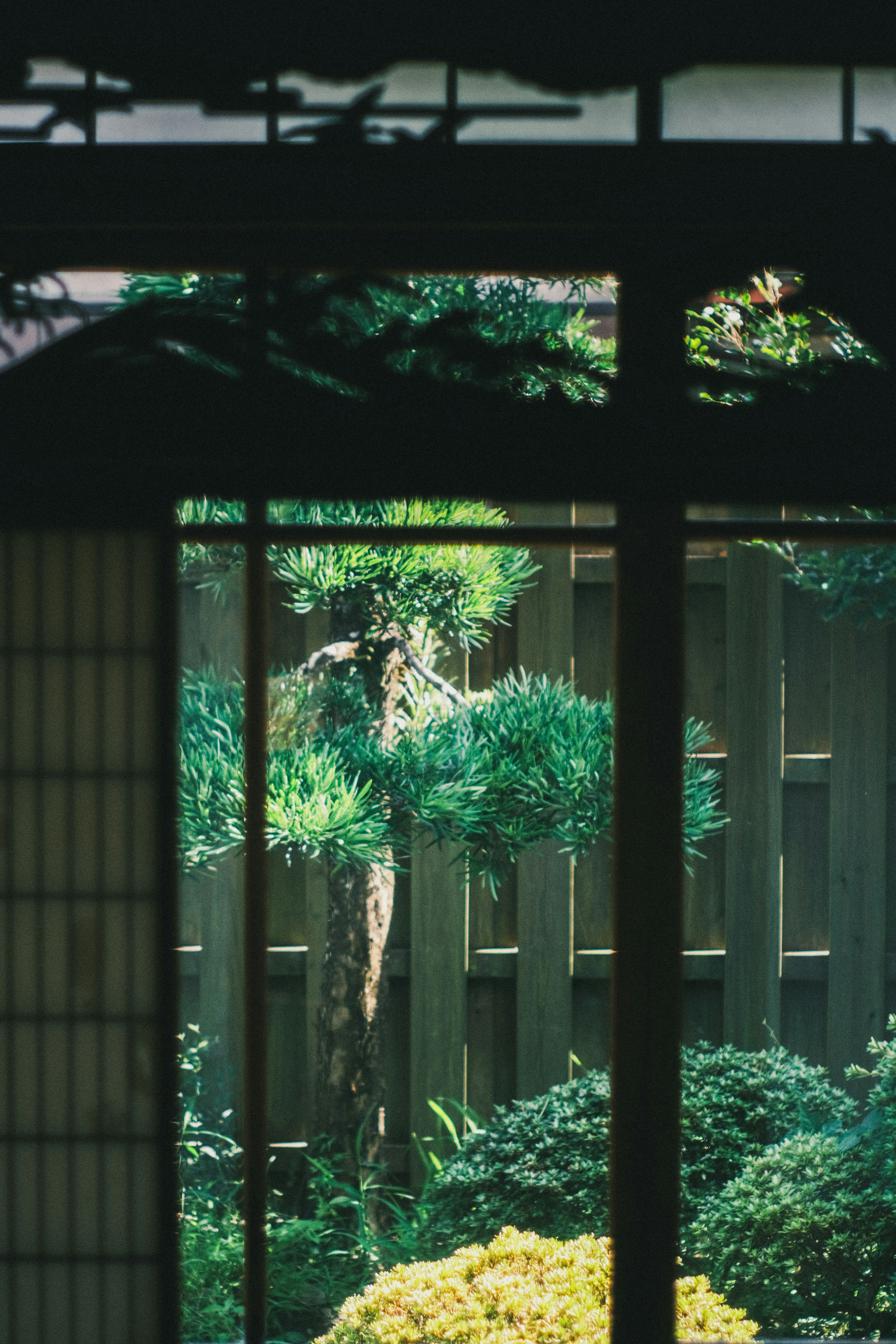 Pemandangan taman Jepang yang rimbun dengan pohon dan pagar kayu melalui layar shoji