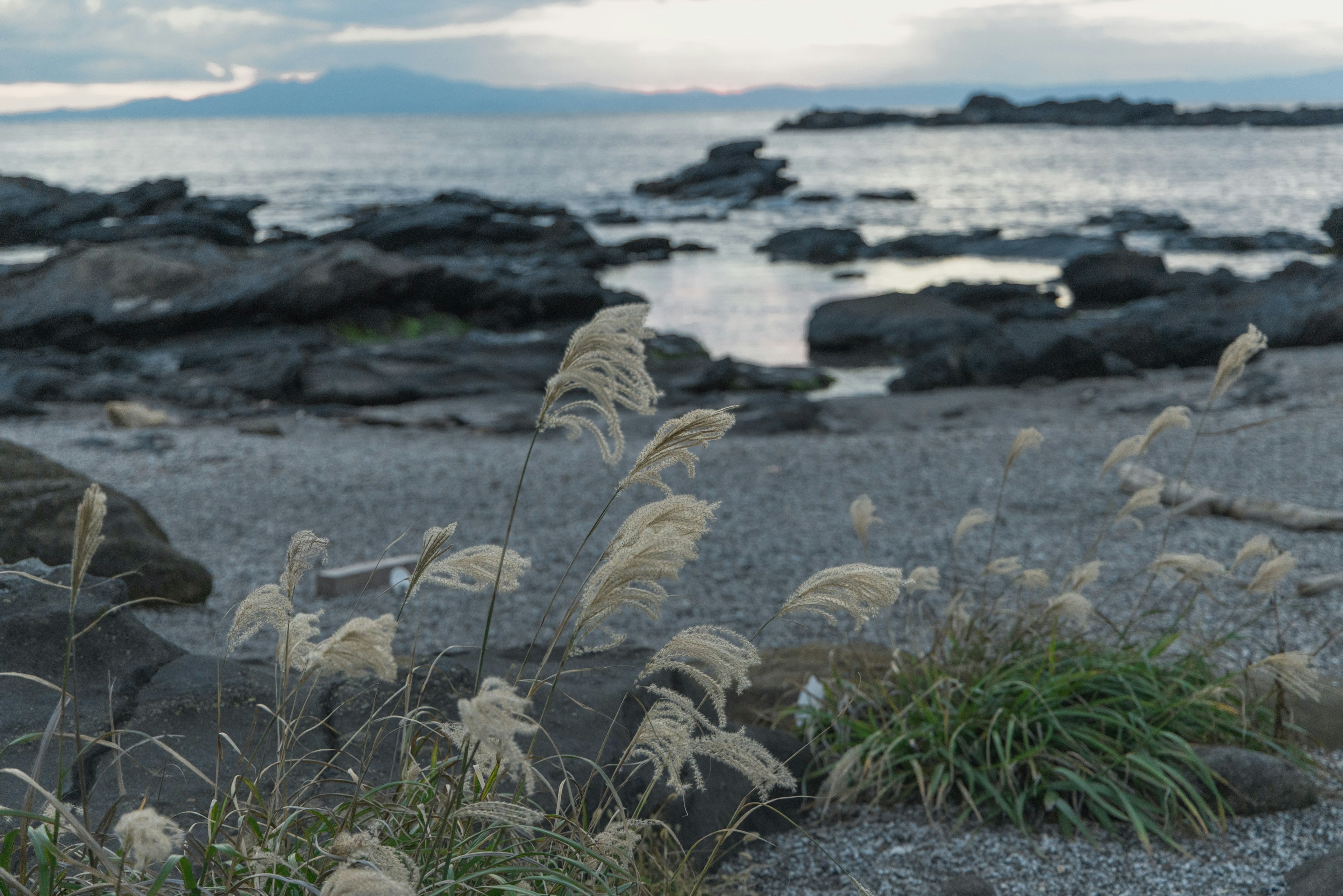 海岸の岩と草が見える風景