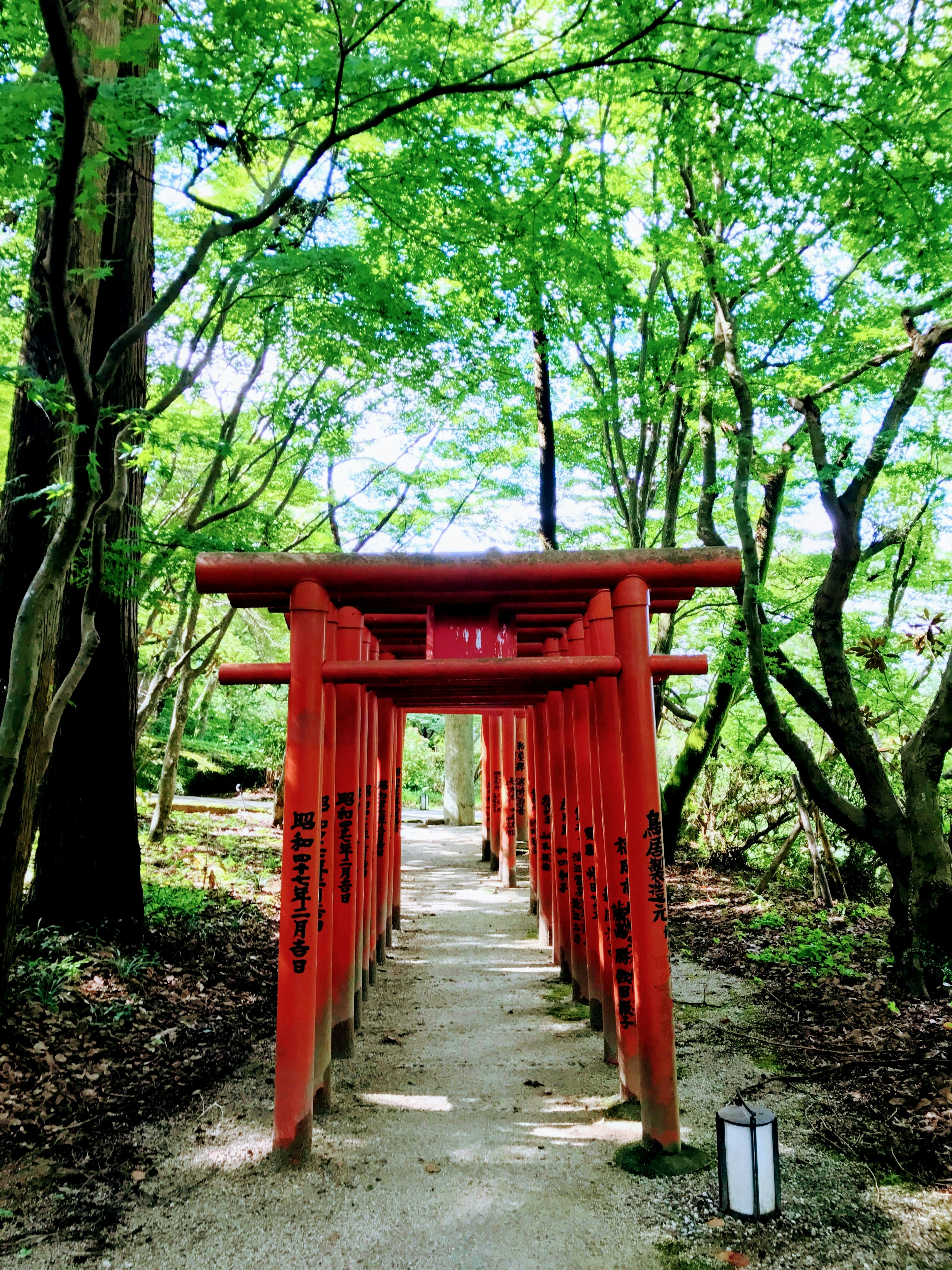 Jalan yang dikelilingi gerbang torii merah dan pohon hijau