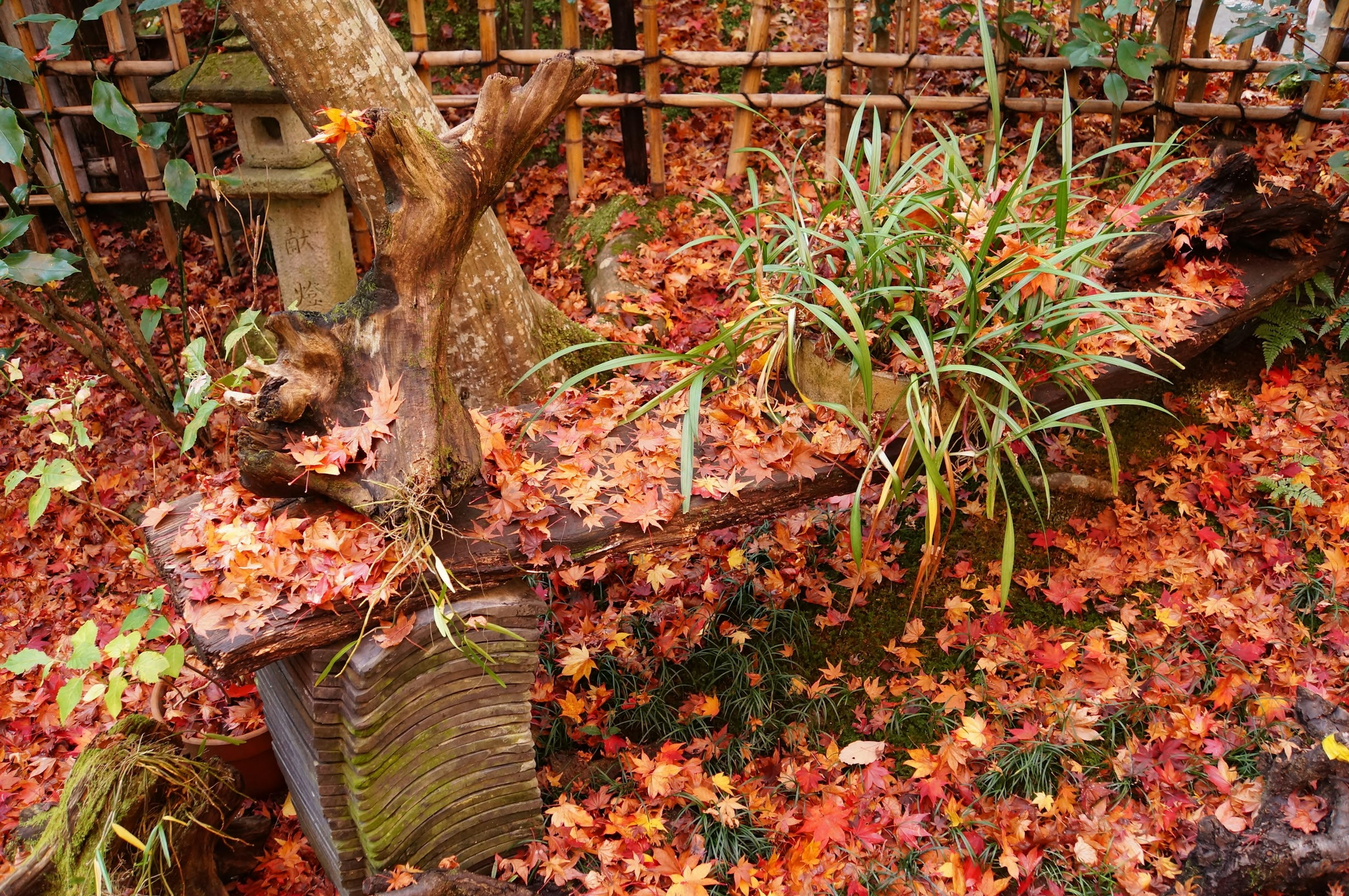 秋の紅葉が敷き詰められた庭の一角にある木製のベンチと植物