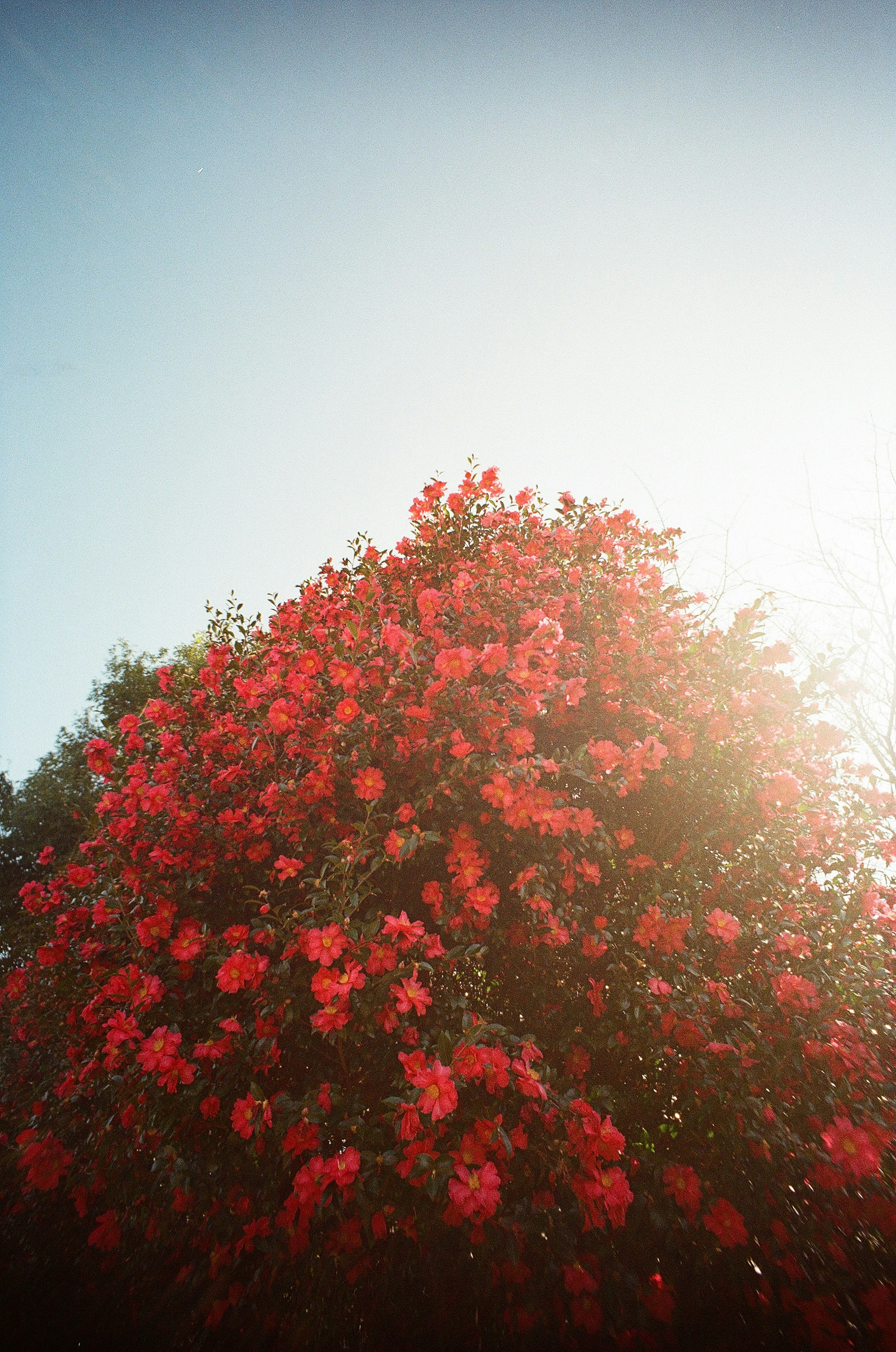 Pohon bougainvillea yang mekar dengan bunga merah cerah di bawah langit yang cerah