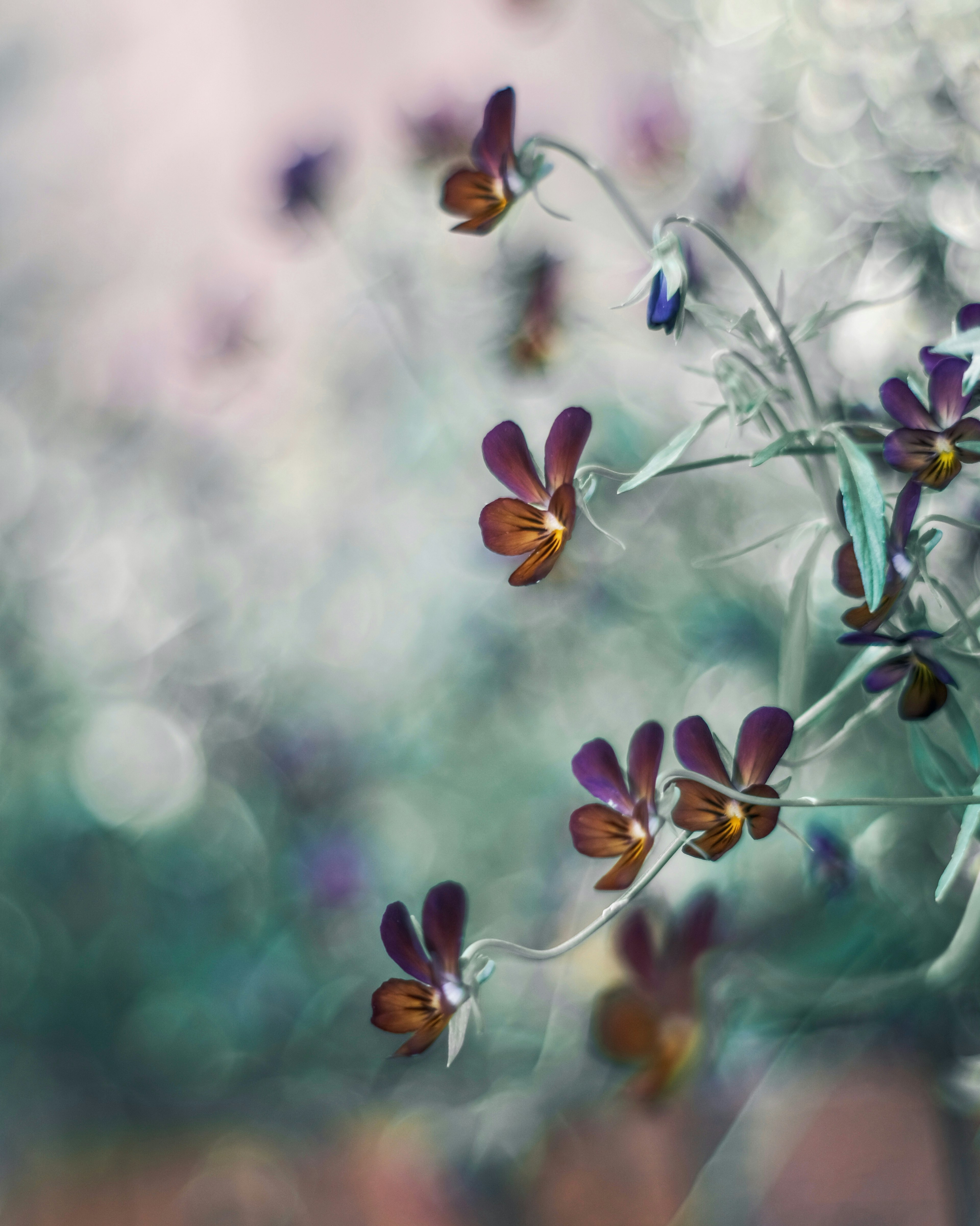 Beautiful image of purple and orange flowers against a soft background