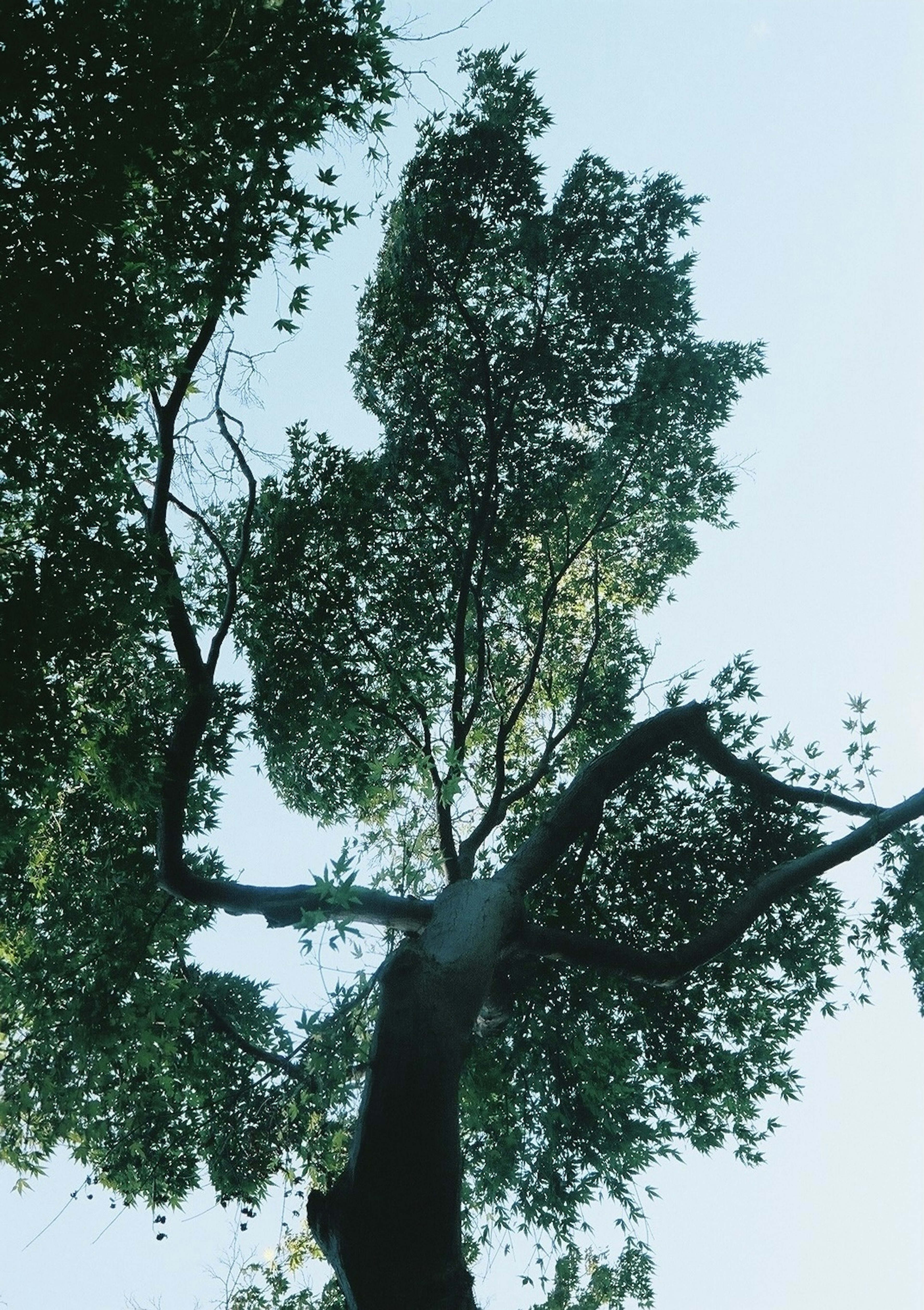 Silhouette von Blättern, die von unten an einem Baum gegen den blauen Himmel gesehen werden