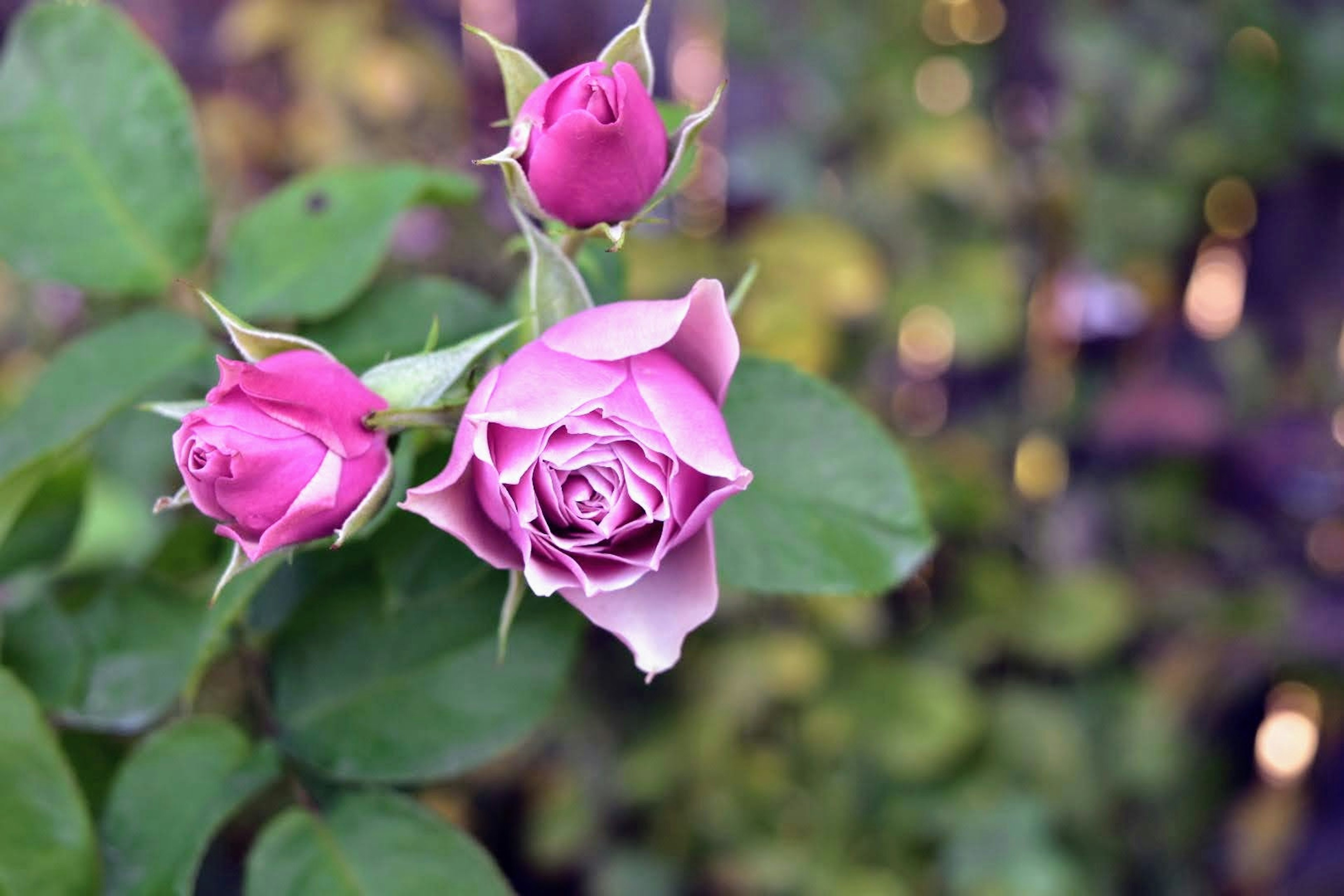 Imagen con hermosas flores y botones de rosa rosa