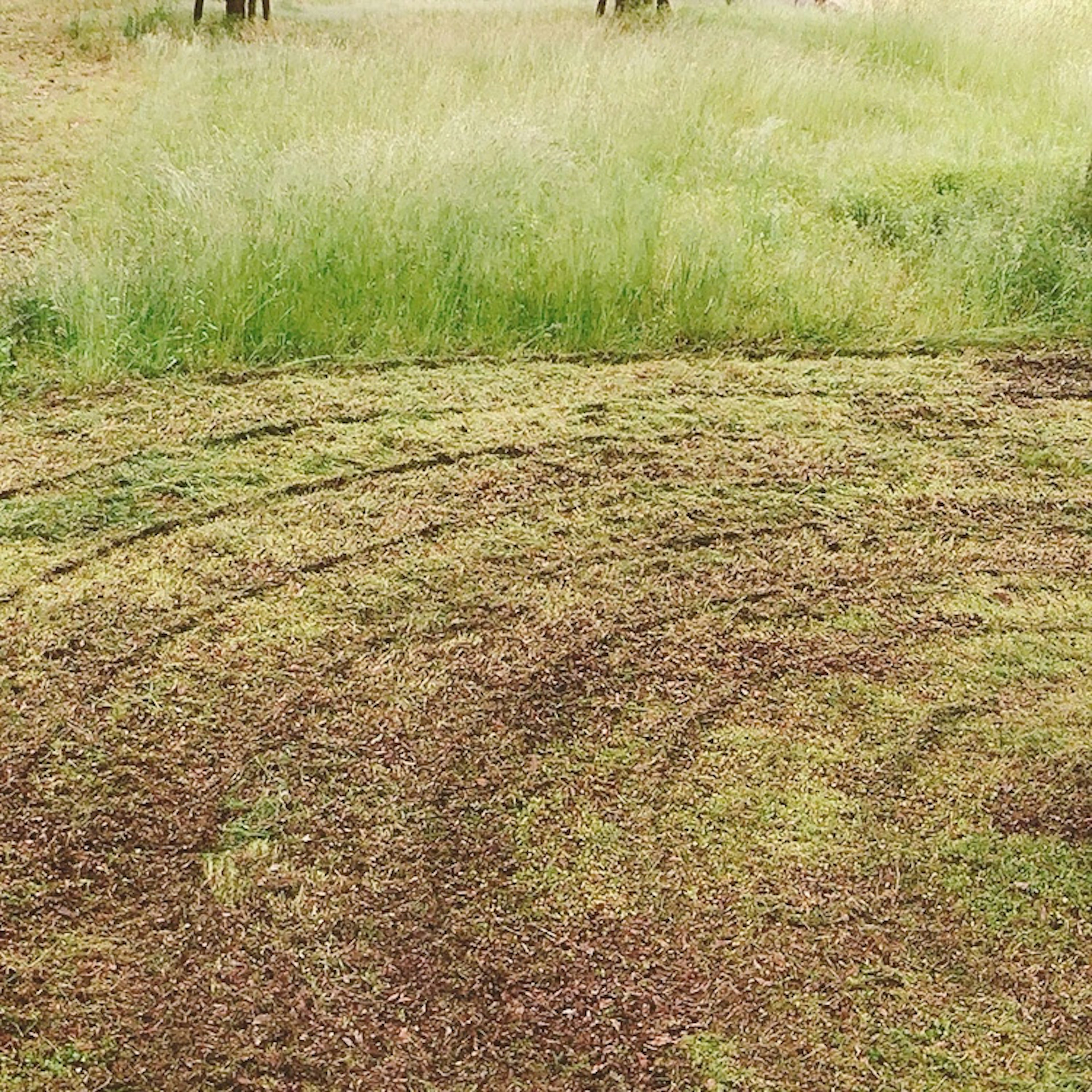 Jejak ban di rumput dengan vegetasi hijau di sekitarnya