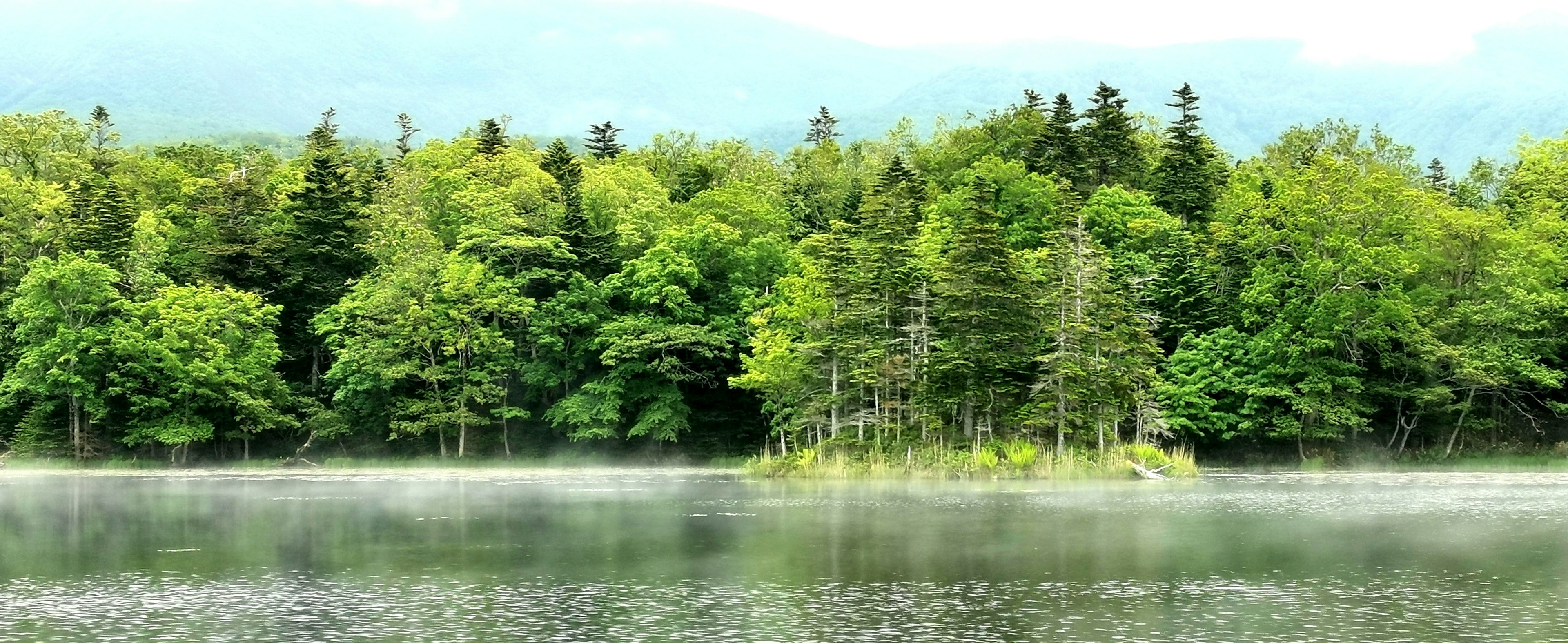 Danau tenang dikelilingi pohon hijau yang subur