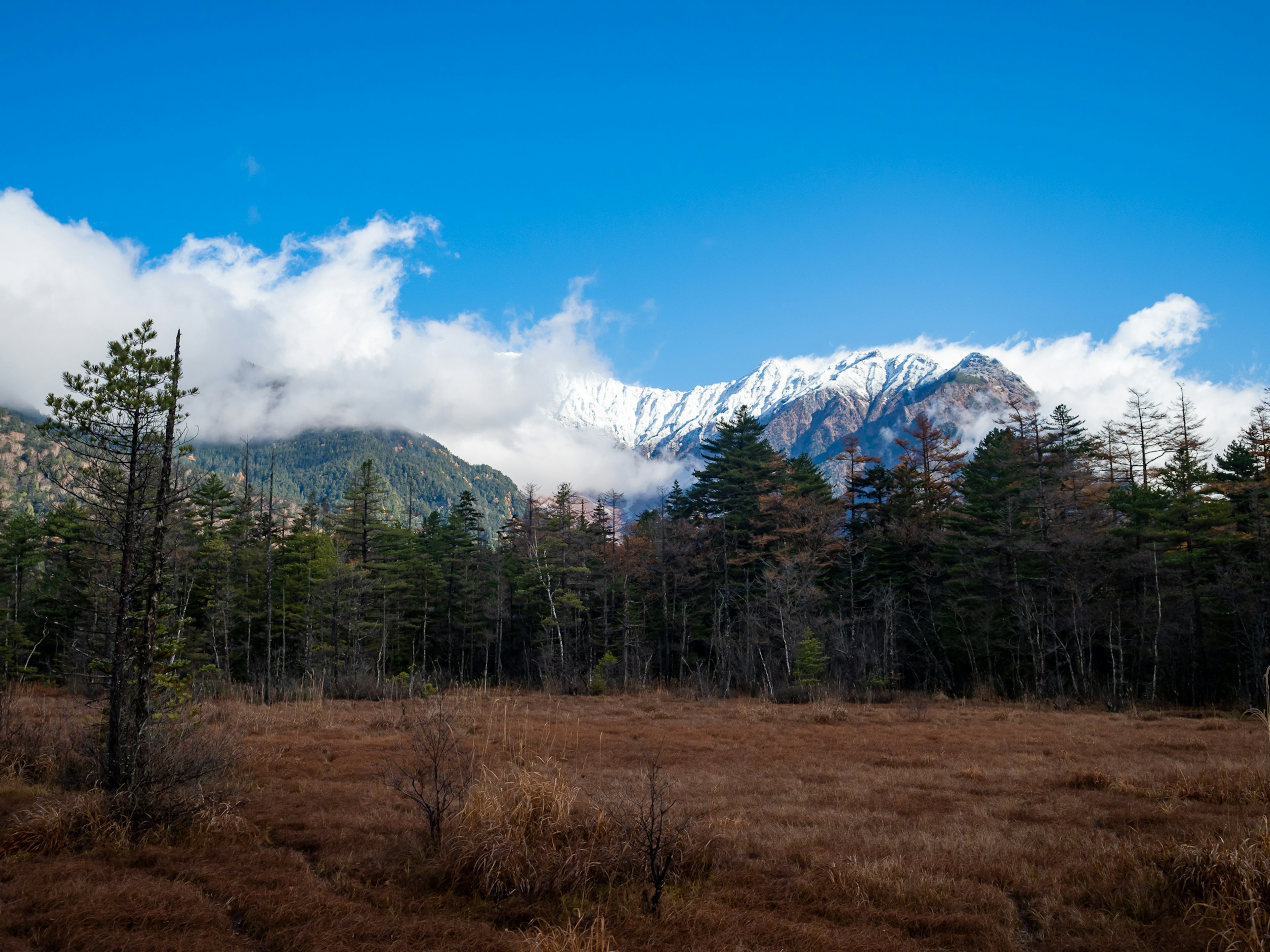 Paisaje forestal con montañas nevadas bajo un cielo azul