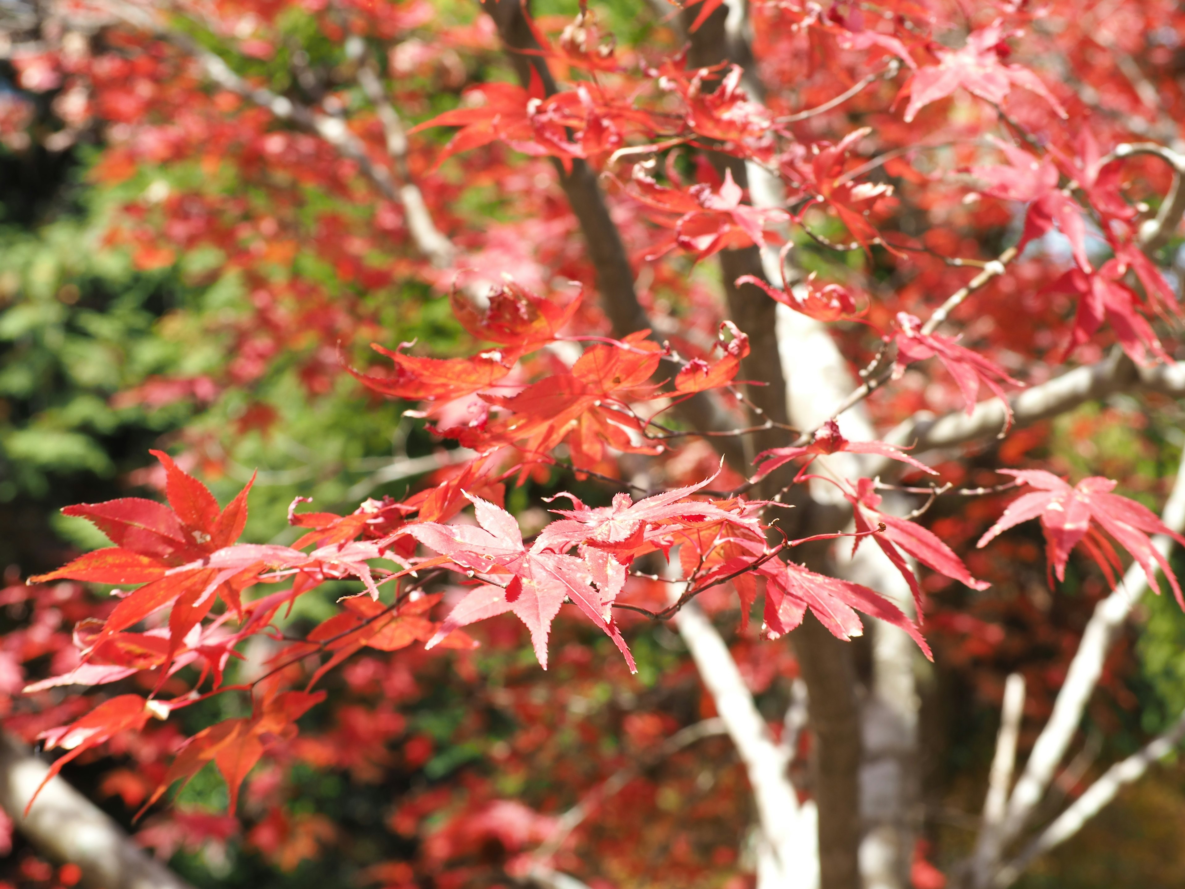 Rama de un árbol de arce con hojas rojas vibrantes de otoño