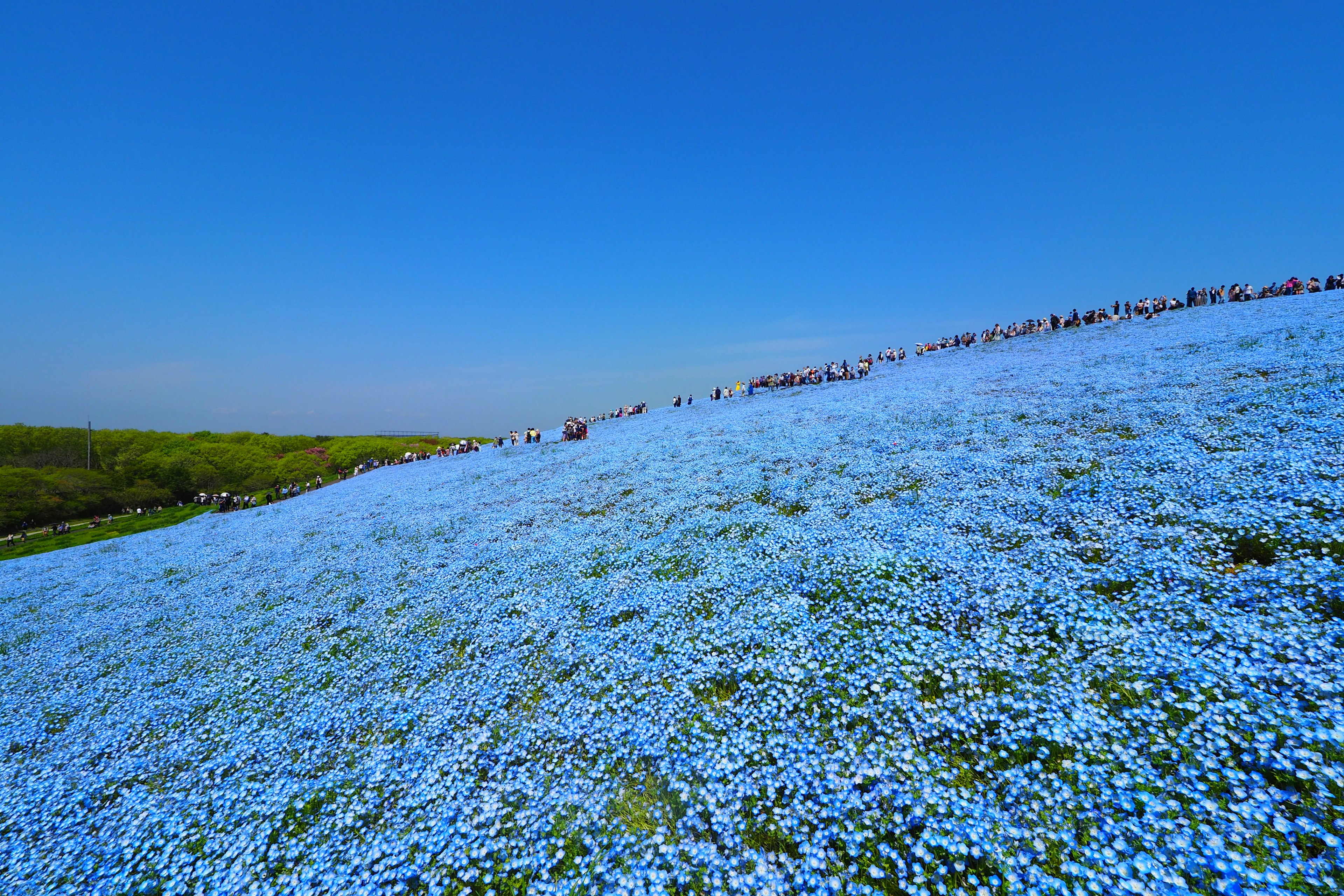 Un paysage de colline recouvert de fleurs bleues sous un ciel bleu clair