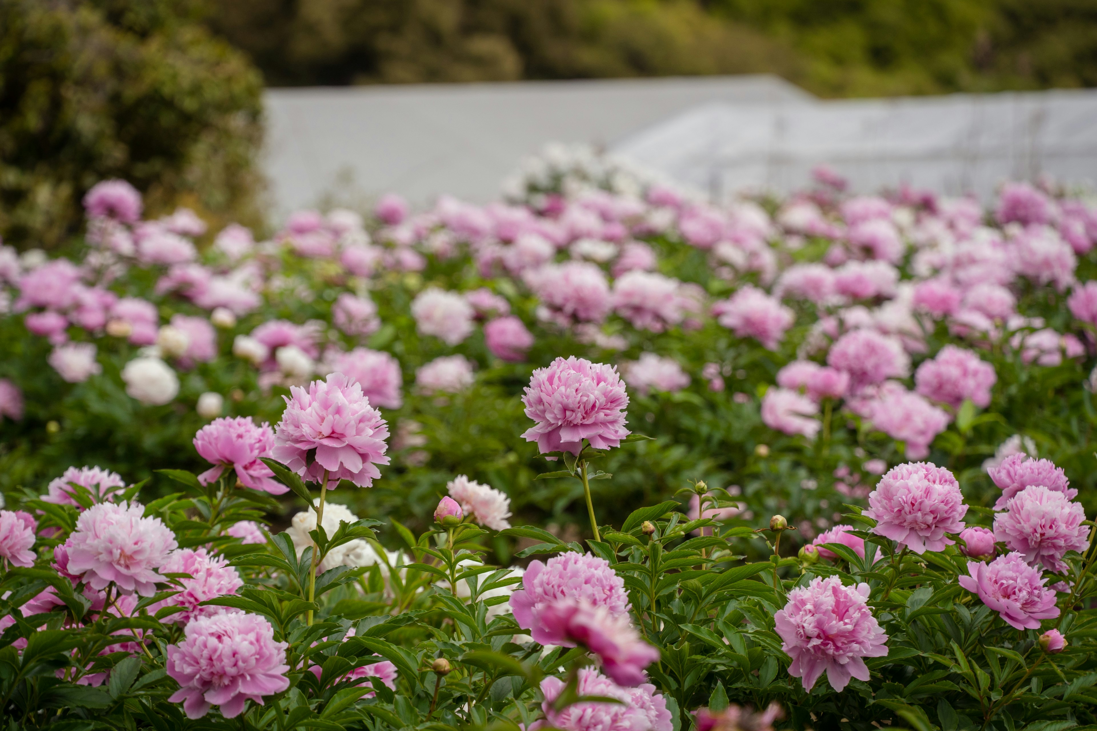 盛開的粉色和白色花卉的鬱鬱蔥蔥的花園