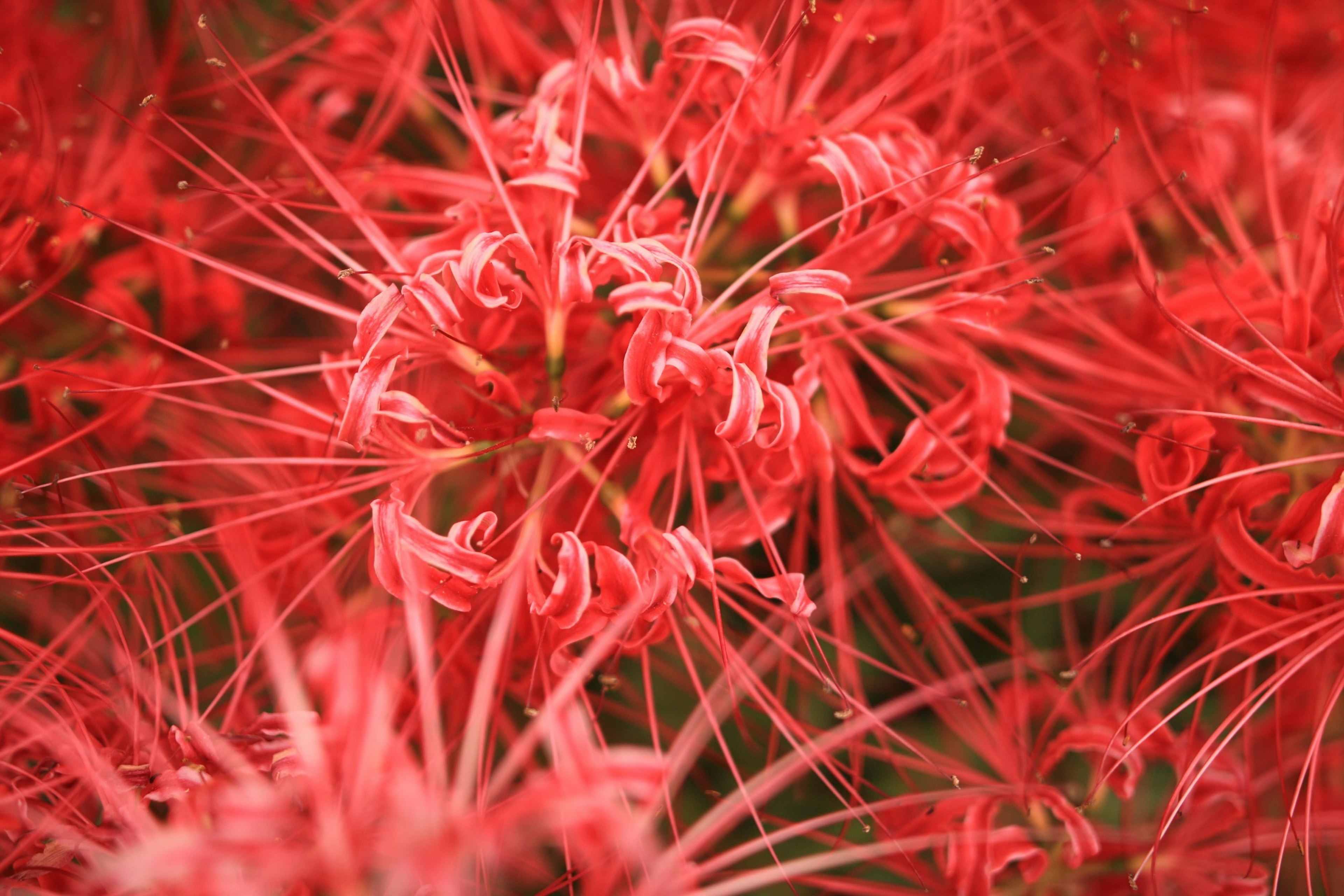 Vibrant cluster of bright red flowers