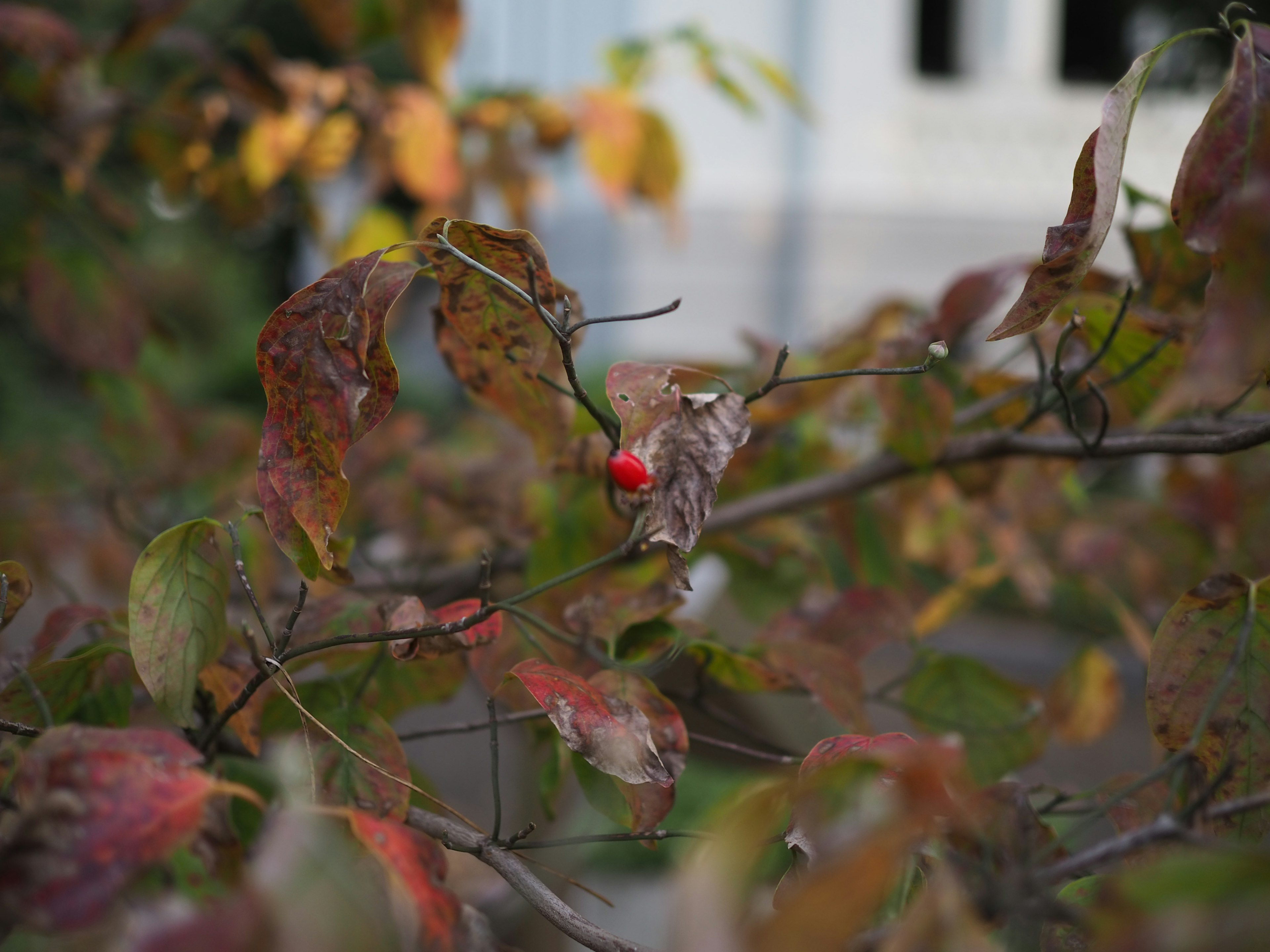 Nahaufnahme einer Pflanze mit herbstlich gefärbten Blättern und einer einzelnen roten Beere